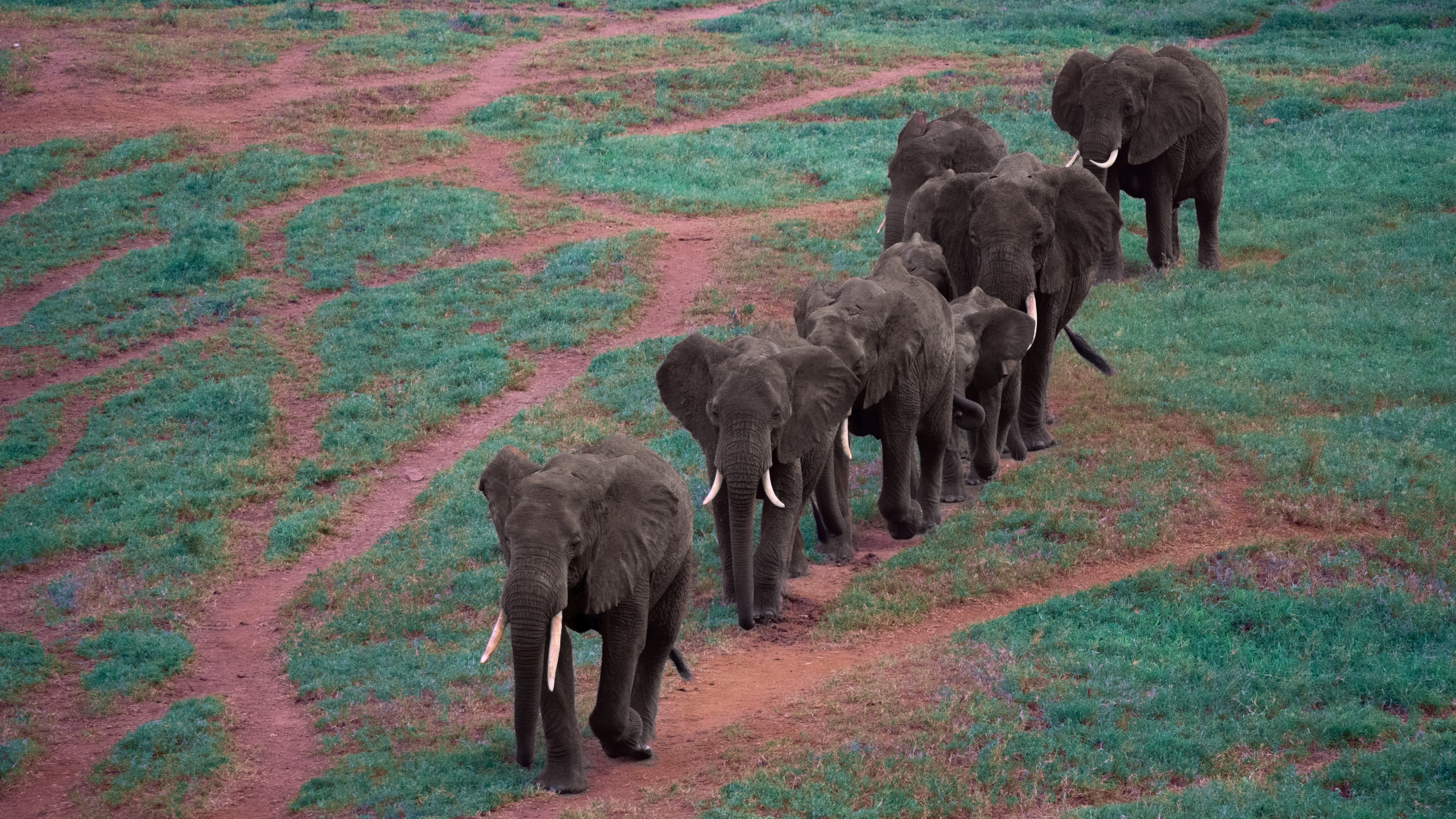 498156 télécharger le fond d'écran animaux, éléphant de savane d'afrique, troupeau, éléphants - économiseurs d'écran et images gratuitement