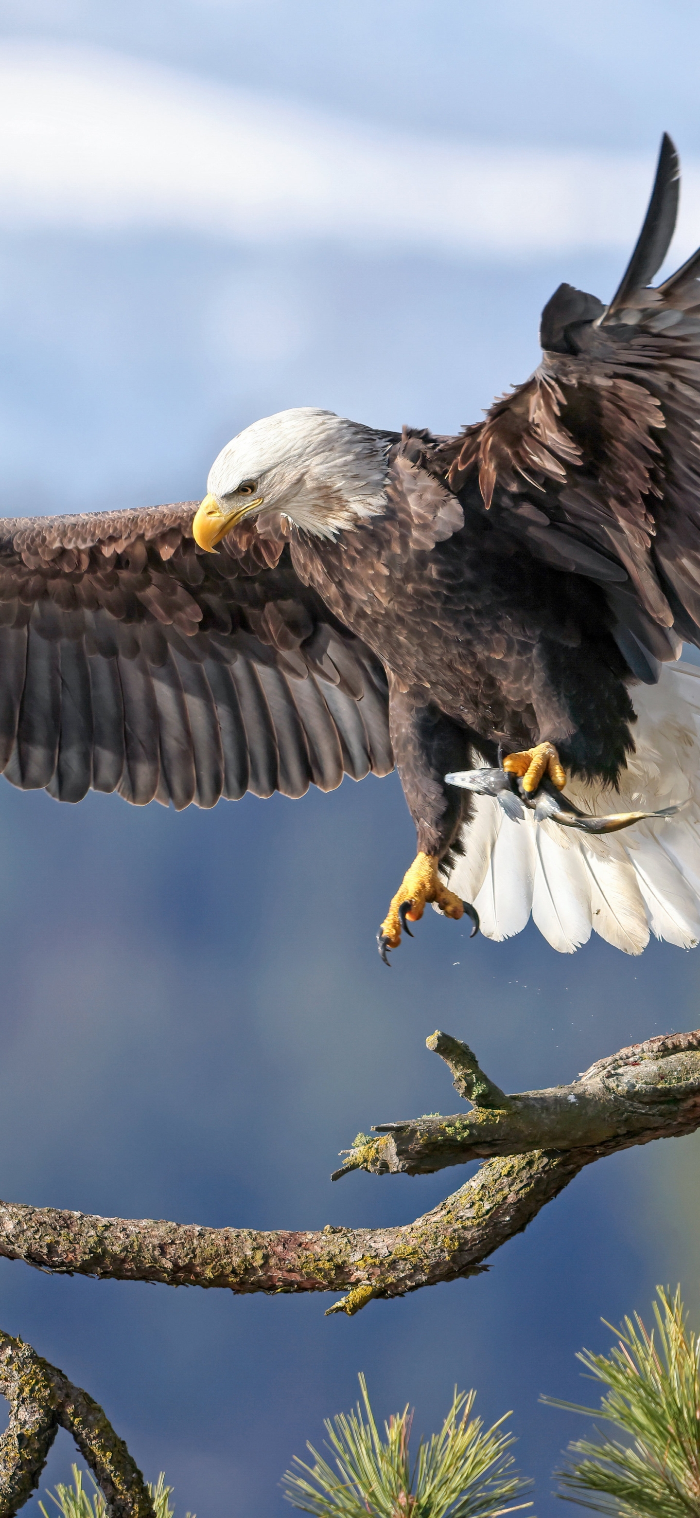 Mobile wallpaper: Birds, Bird, Animal, Bald Eagle, Bird Of Prey, 1179496  download the picture for free.