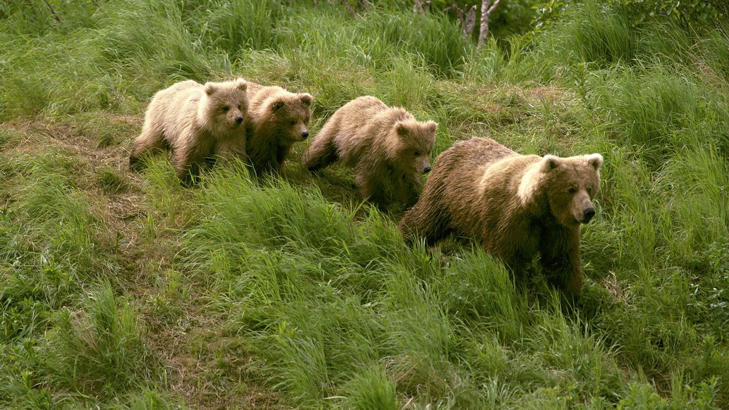 Популяция бурых медведей. Медведь Пестун. Медведь Гризли семейство. Бурый медведь. Стая медведей.