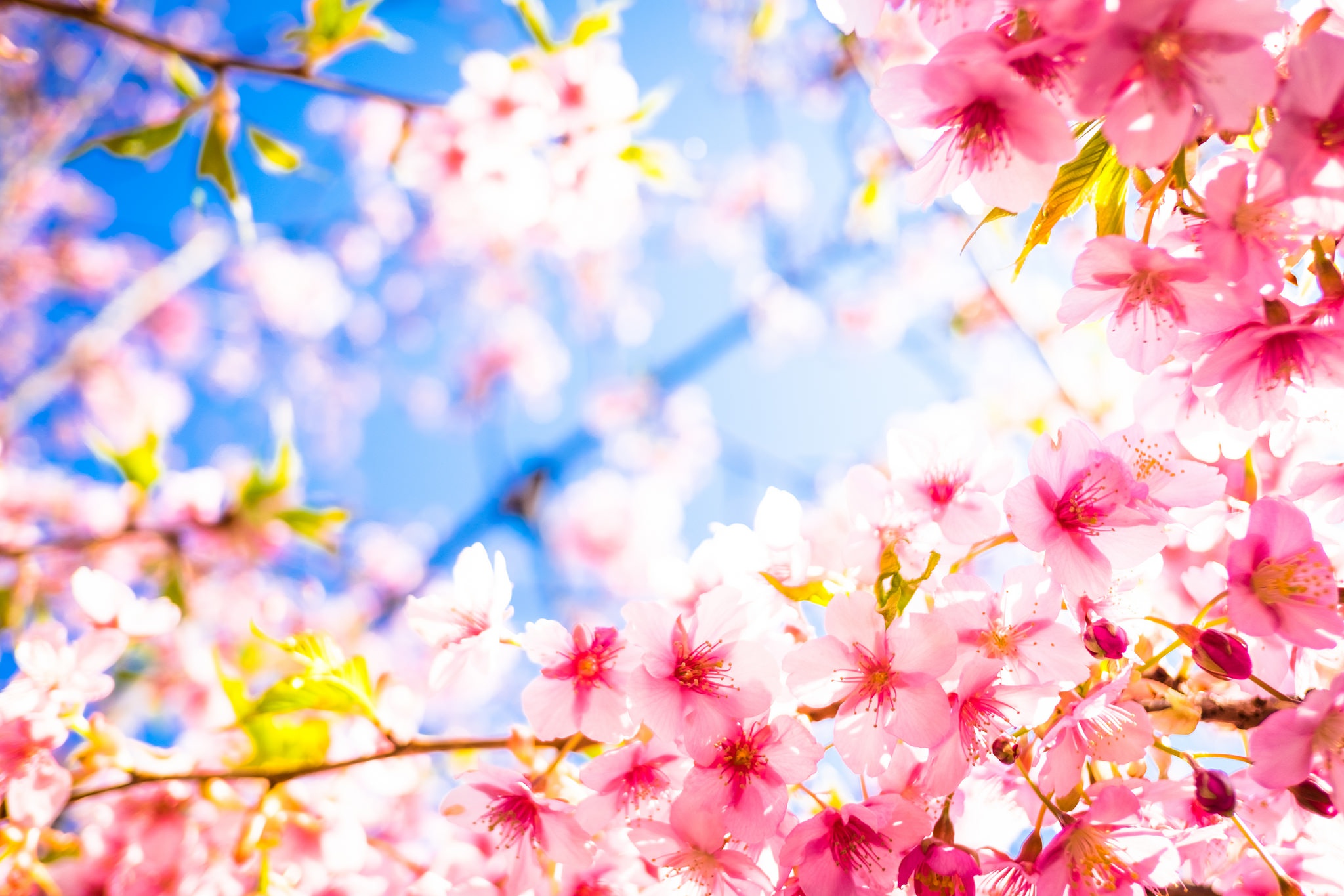 Скачати мобільні шпалери Природа, Квітка, Цвітіння, Земля, Весна, Рожева Квітка, Флауерзи безкоштовно.