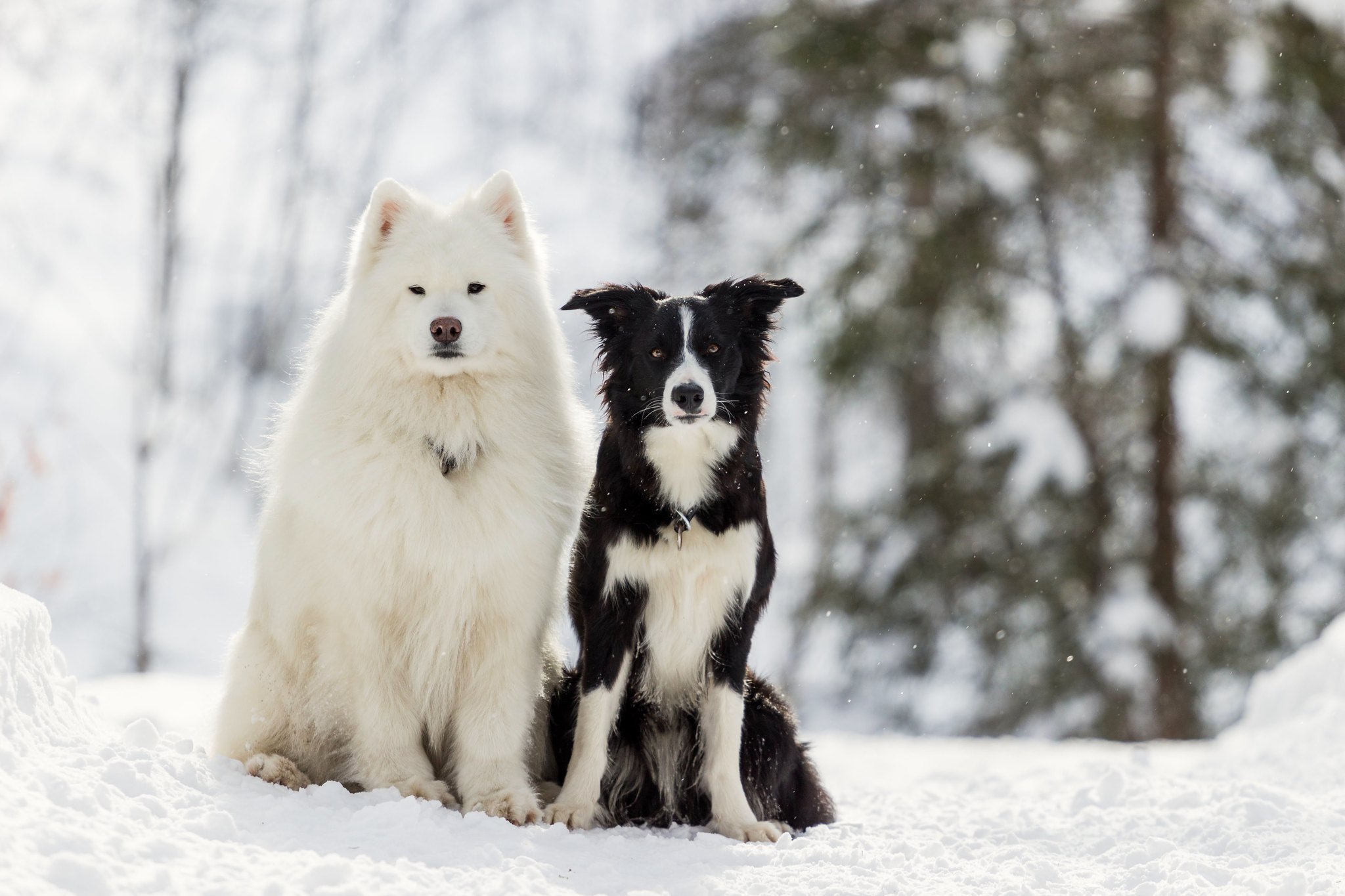 476697 скачать обои самоедская собака, животные, собака, бордер колли, снег, собаки - заставки и картинки бесплатно