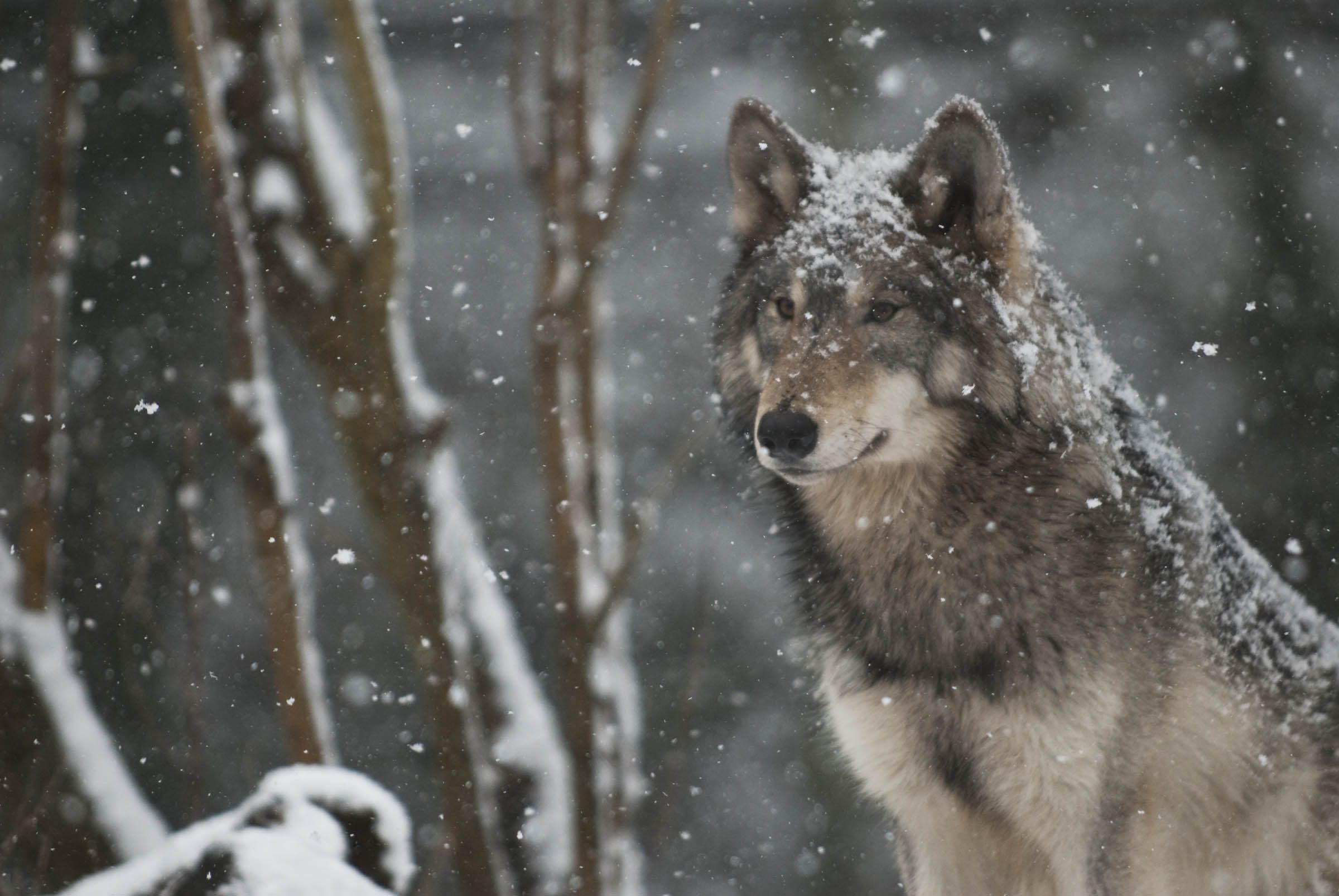 Téléchargez des papiers peints mobile Animaux, Loup, Chute De Neige, Neiger, Wolves gratuitement.
