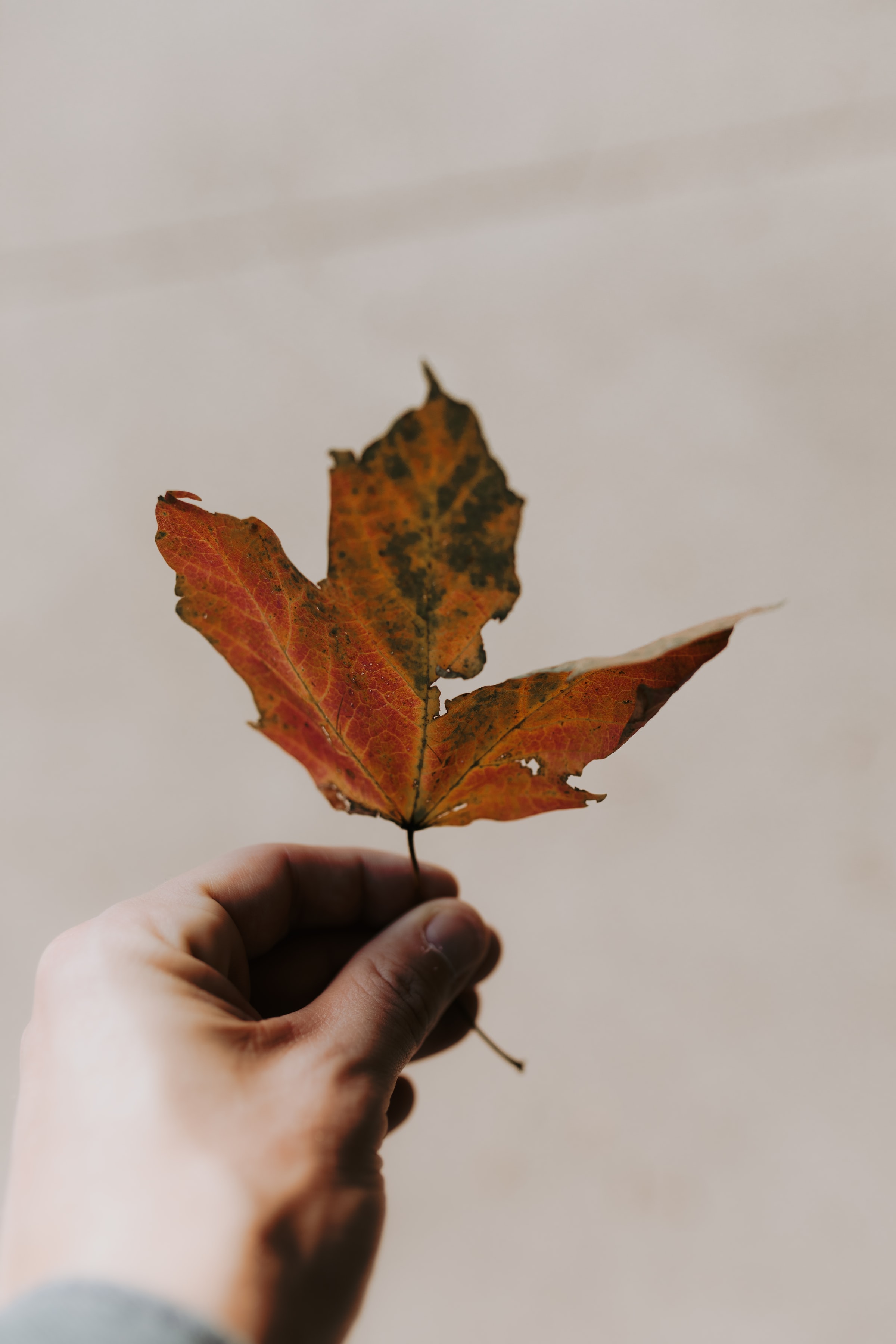 Download mobile wallpaper Miscellanea, Autumn, Miscellaneous, Sheet, Leaf, Hand, Maple for free.
