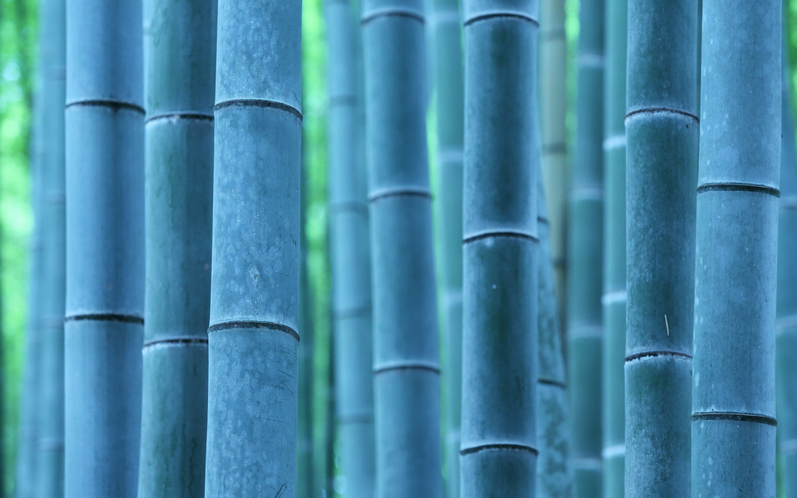 596881 Hintergrundbild herunterladen erde/natur, bambus - Bildschirmschoner und Bilder kostenlos