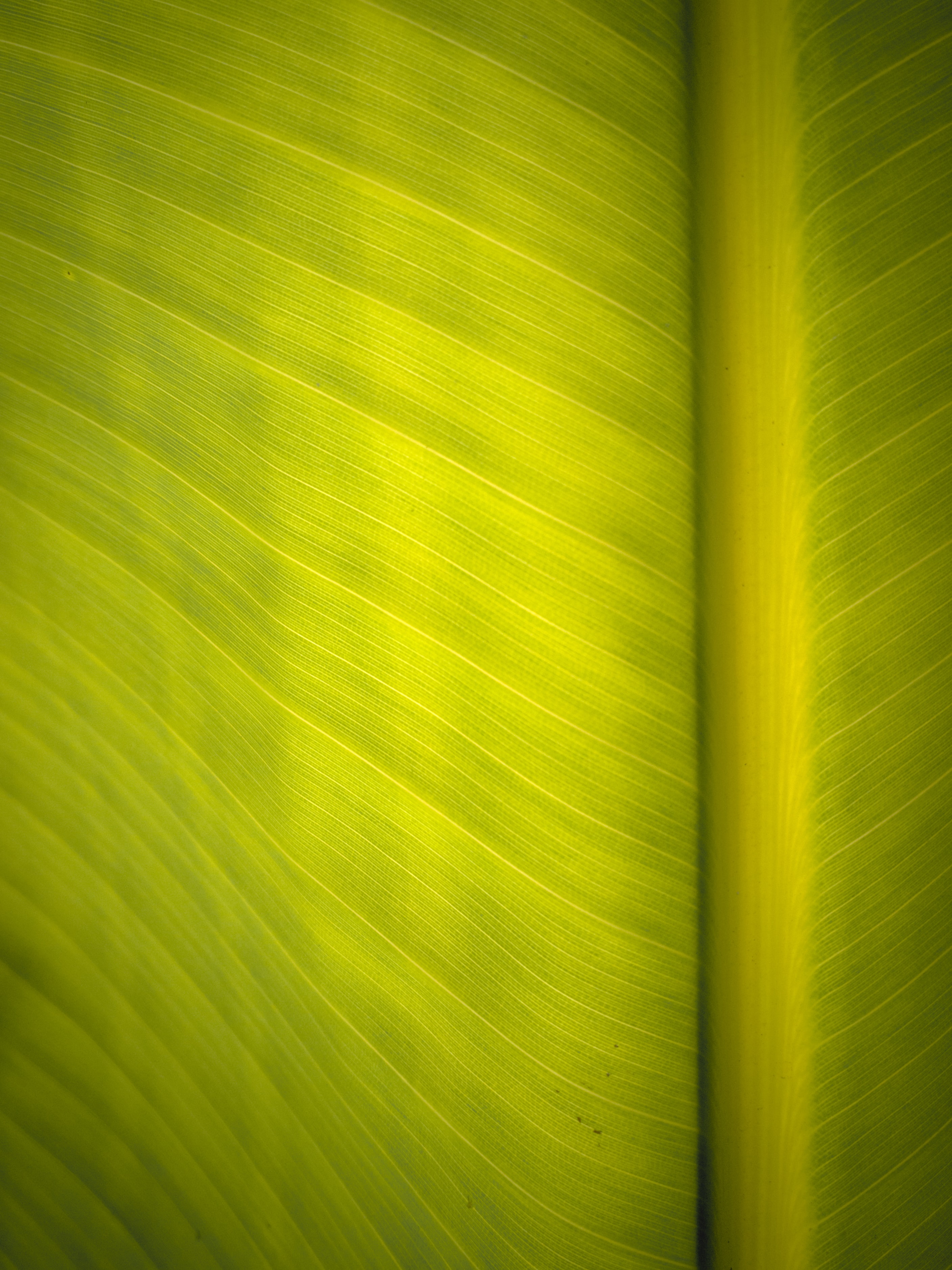 Download mobile wallpaper Macro, Veins, Leaflet, Surface for free.