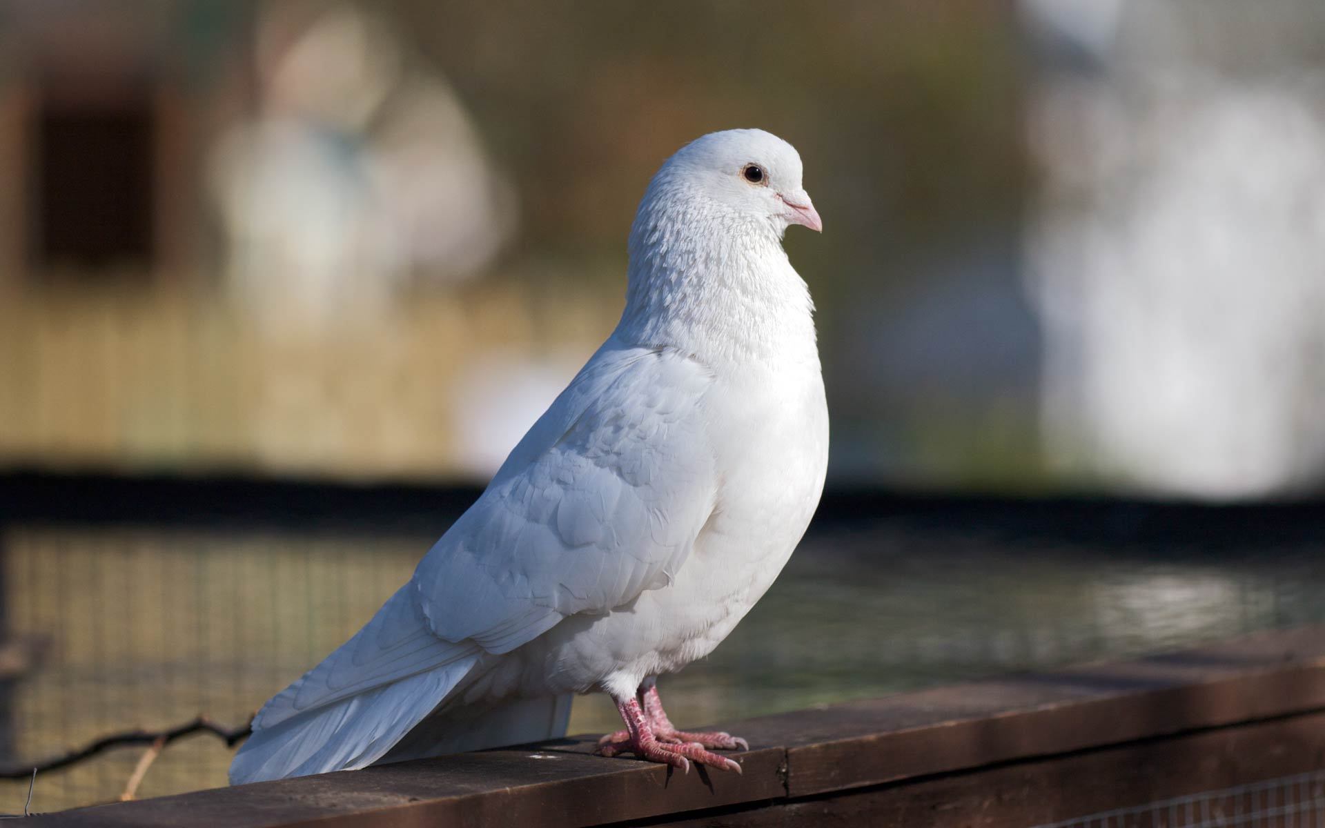 Download mobile wallpaper Dove, Bird, Birds, Animal for free.