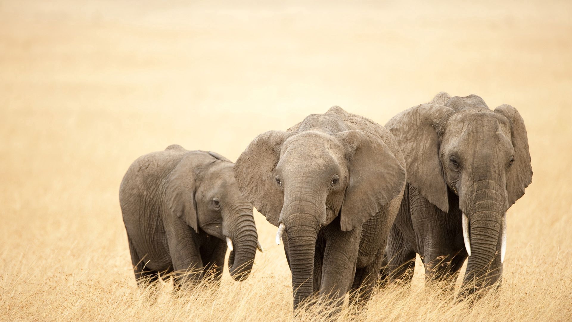 animals, elephants, grass, stroll, family wallpapers for tablet