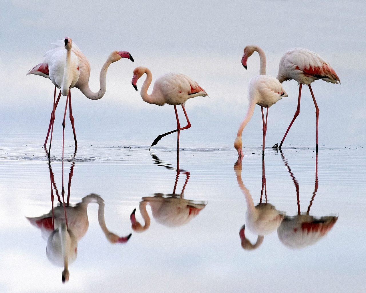 flamingo, animal