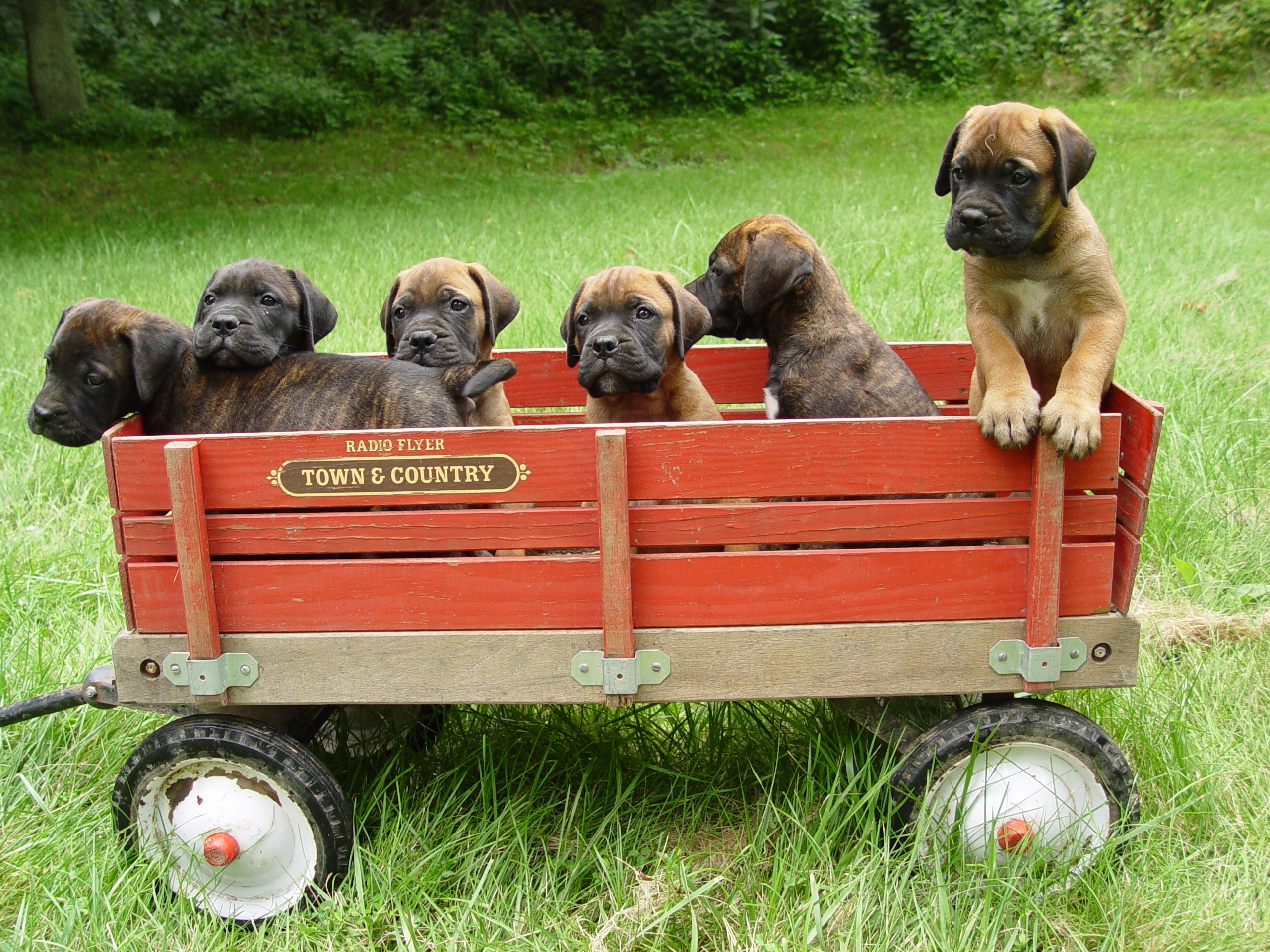 puppies, animals, grass, trailer, bullmastiff