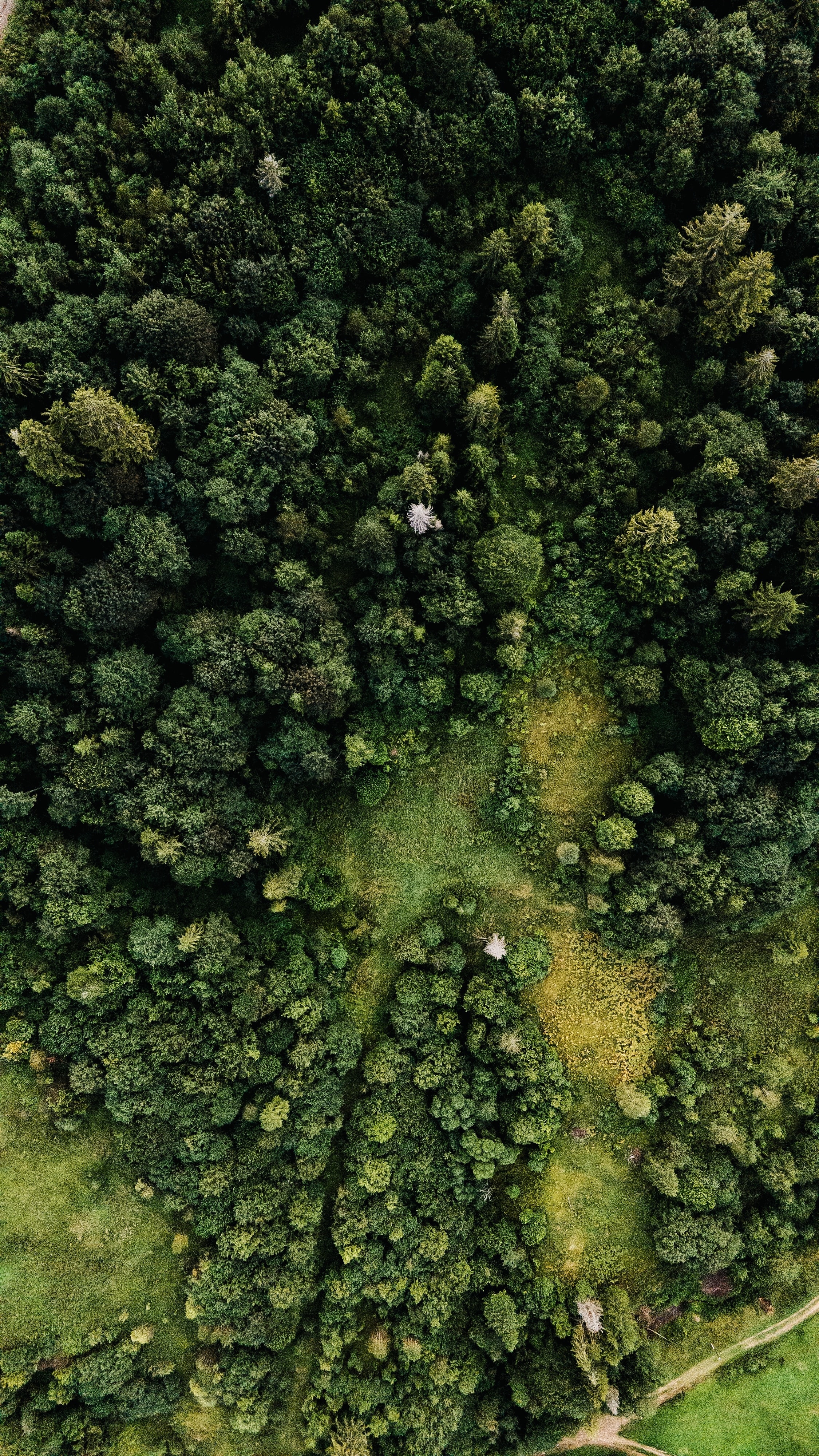 view from above, green, nature, trees, forest, path, paths