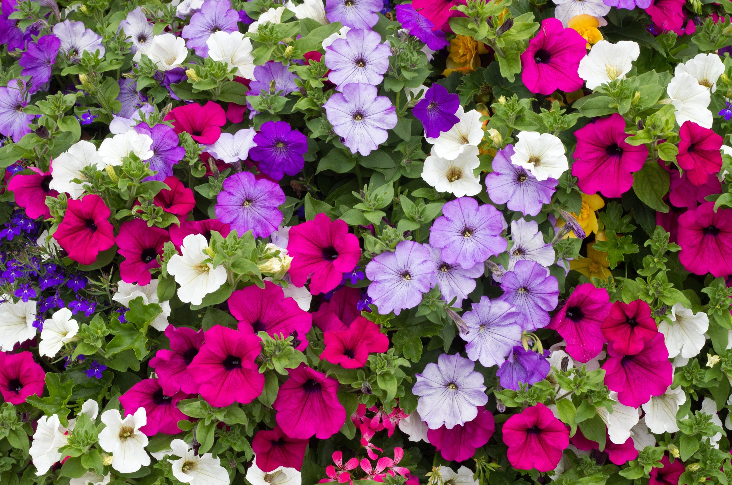 395154壁紙のダウンロード地球, ペチュニア, 花, ピンクの花, 紫色の花, 白い花, フラワーズ-スクリーンセーバーと写真を無料で
