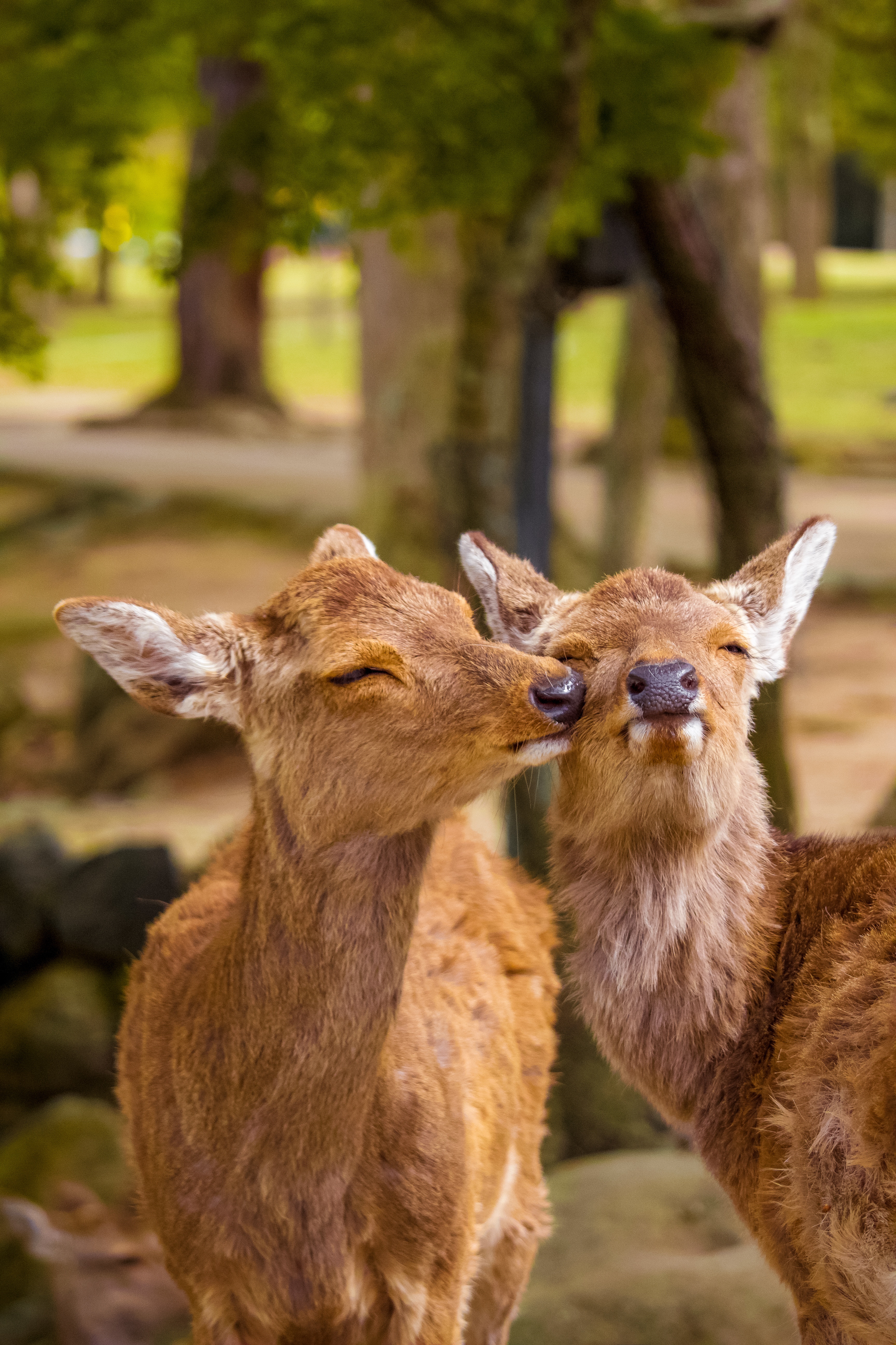 Download mobile wallpaper Animals, Nice, Sweetheart, Deers, Wildlife, Funny for free.