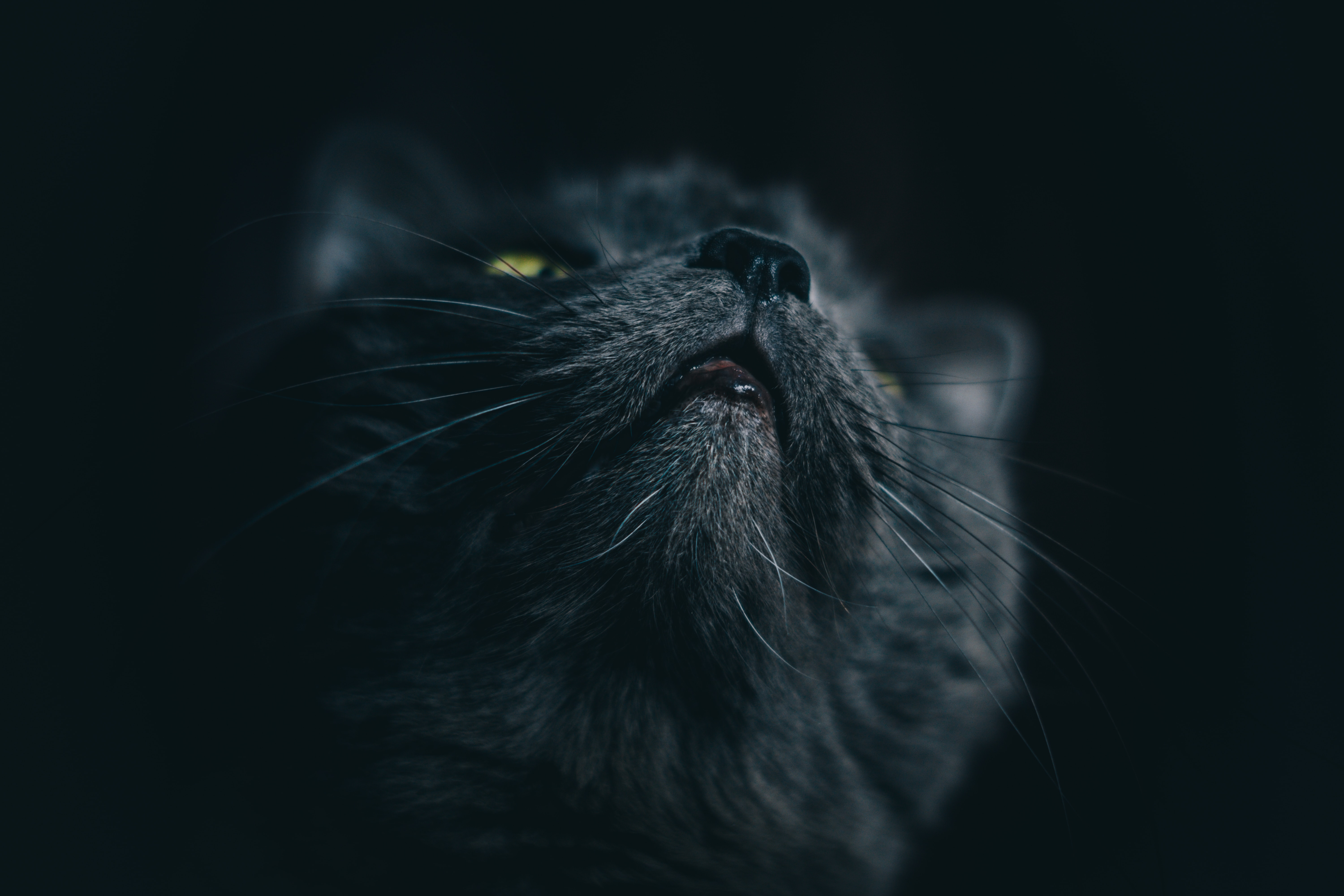 HD wallpaper cat, grey, animals, muzzle, pet