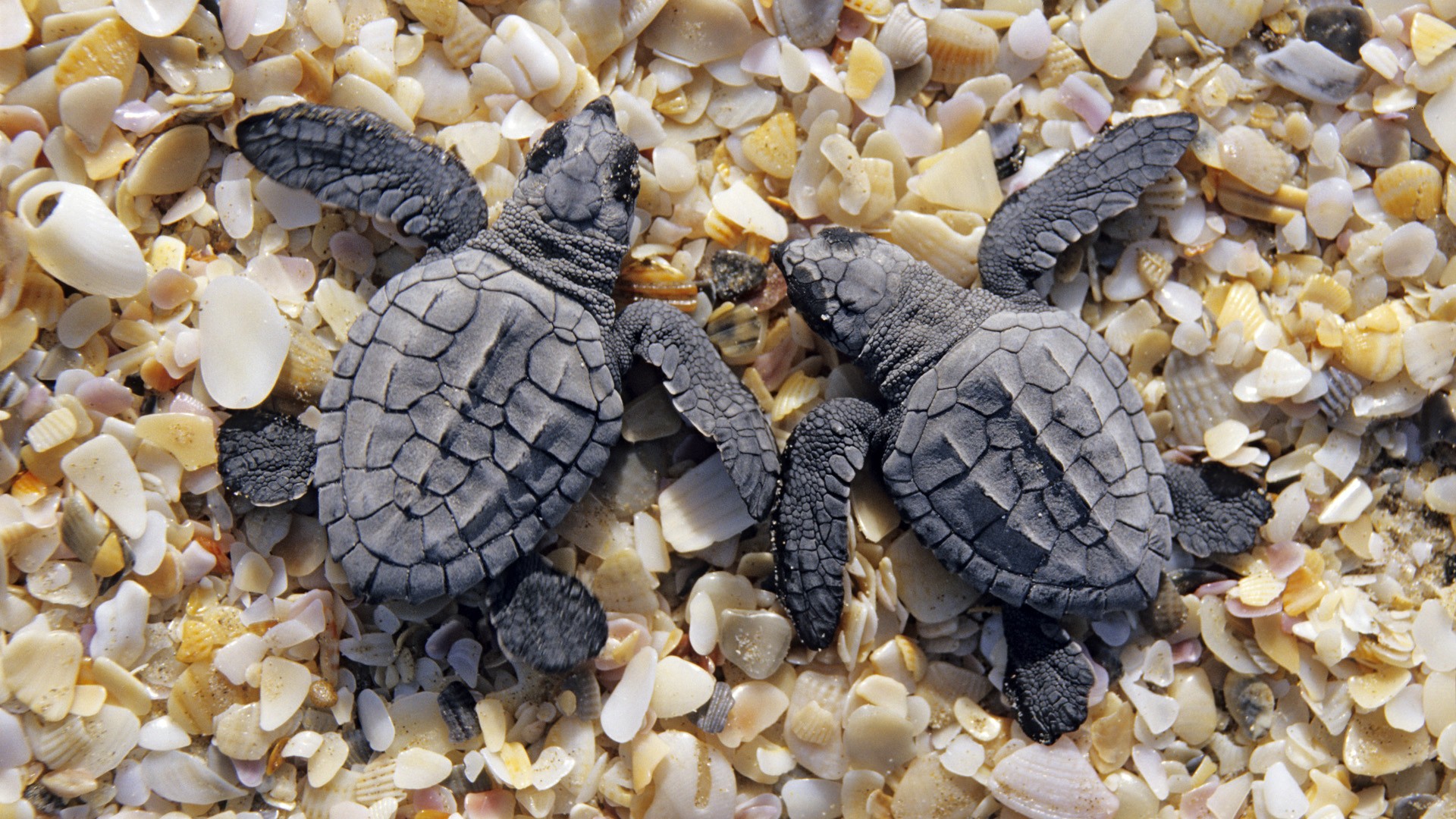 205762 descargar imagen tortugas, animales, tortuga: fondos de pantalla y protectores de pantalla gratis