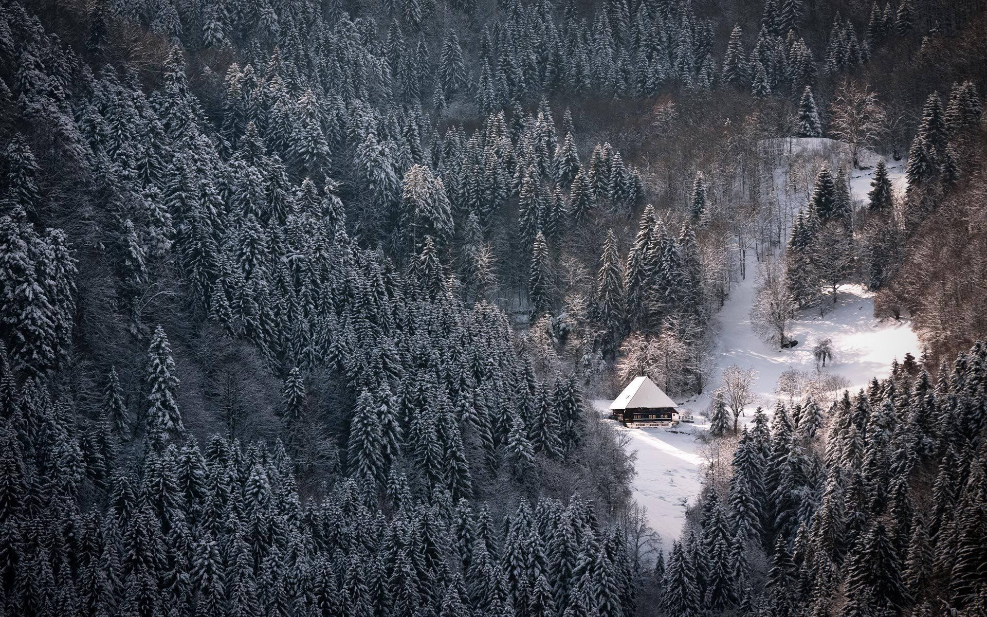 Сказочная тайга картинки