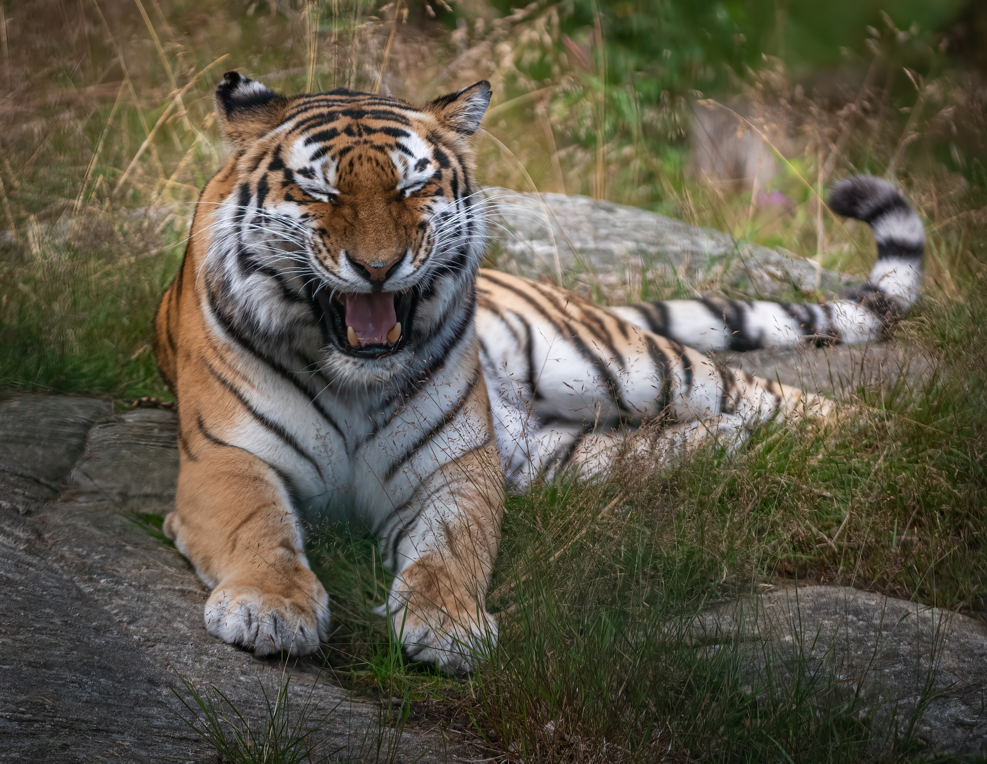 Download mobile wallpaper To Fall, Animal, Fangs, Mouth, Predator, Animals, Tiger for free.