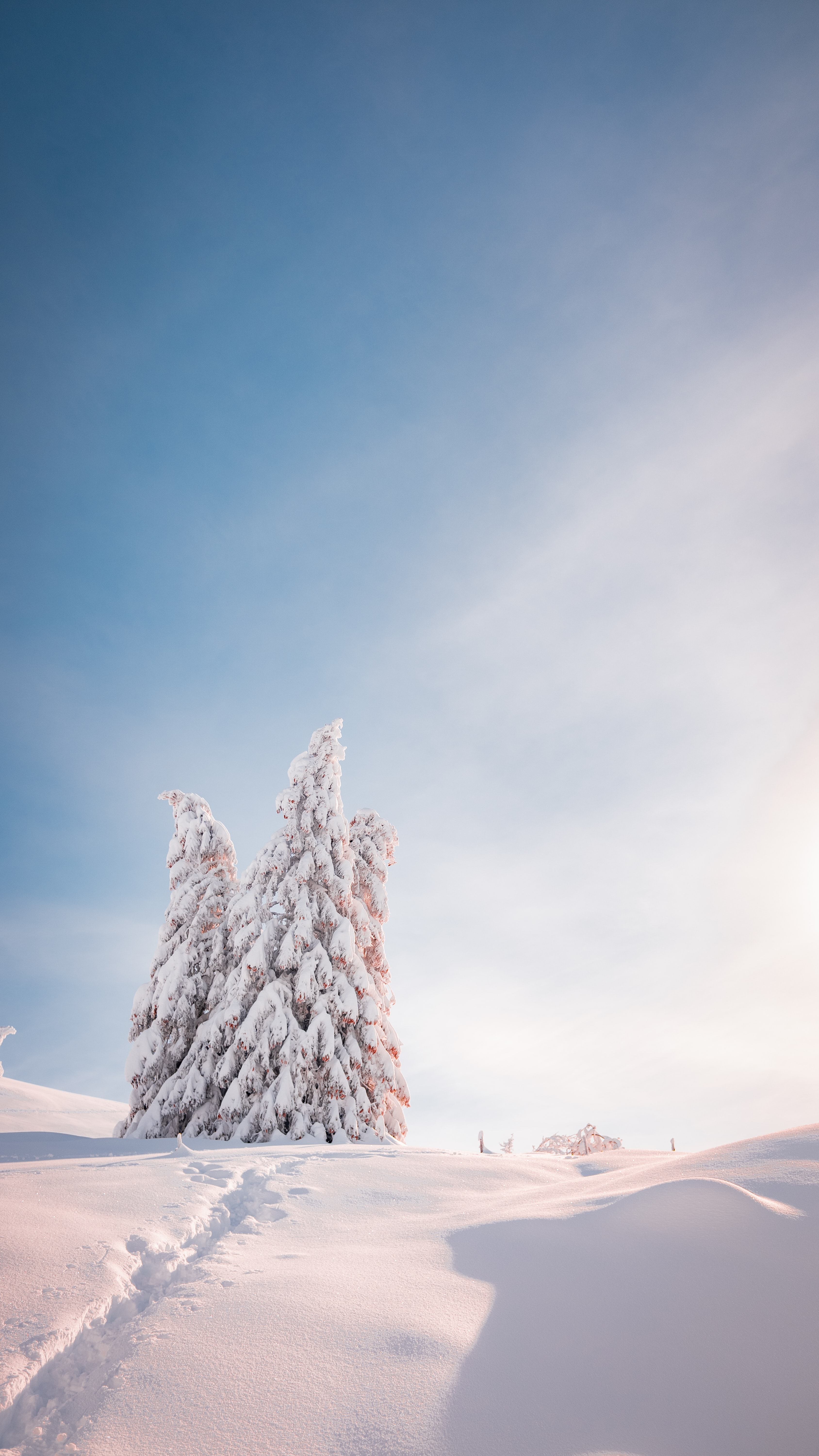 Mobile wallpaper fir trees, winter, nature, trees, snow, shine, light