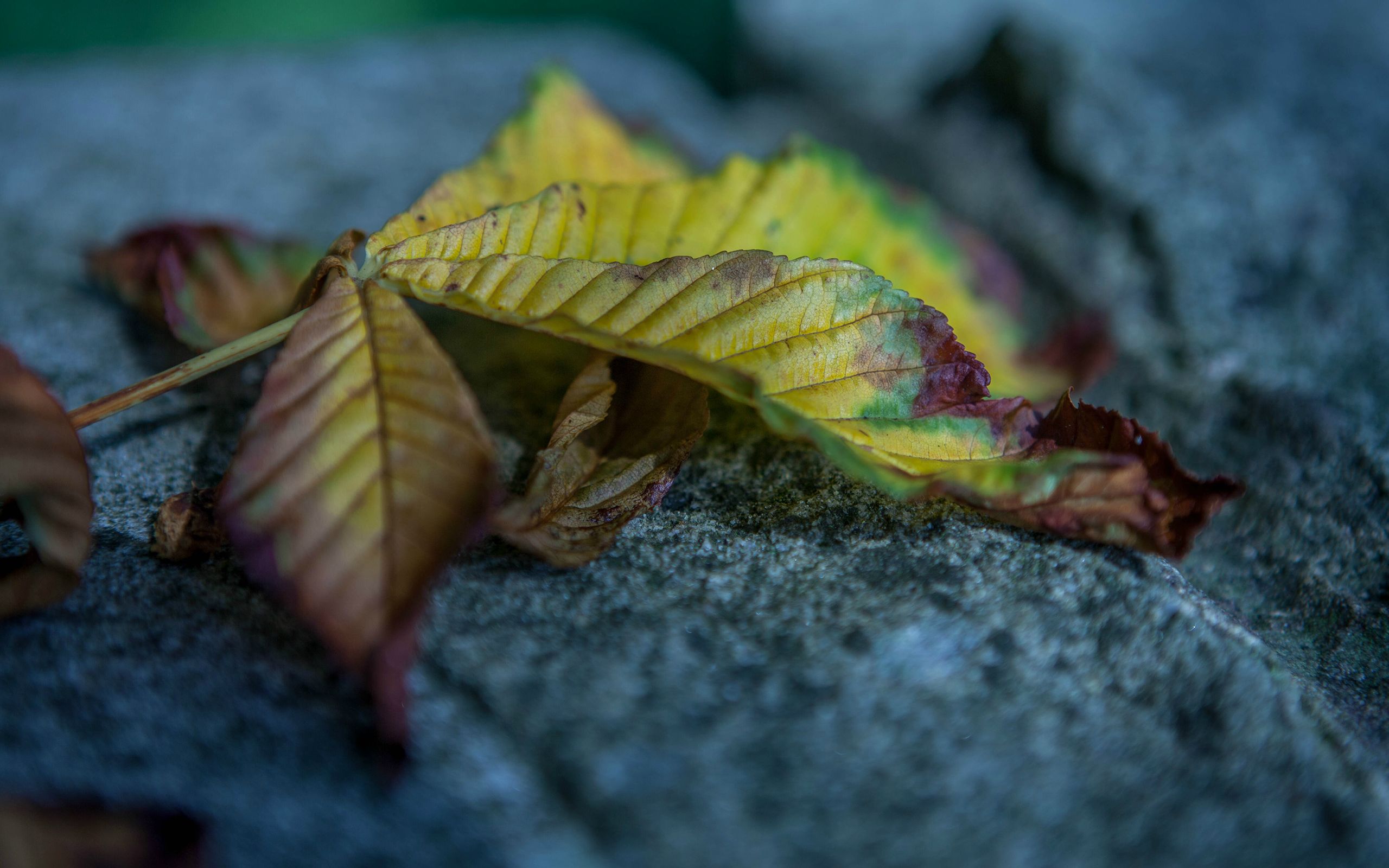 Обои на телефон листья. Last Fallen Leaf.