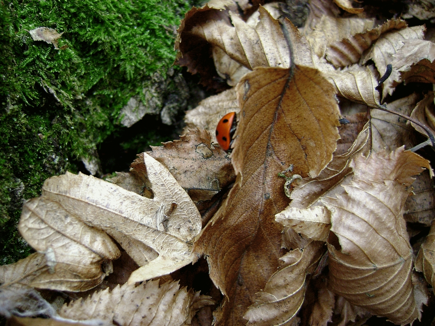 animals, landscape, nature, leaves, ladybugs Image for desktop