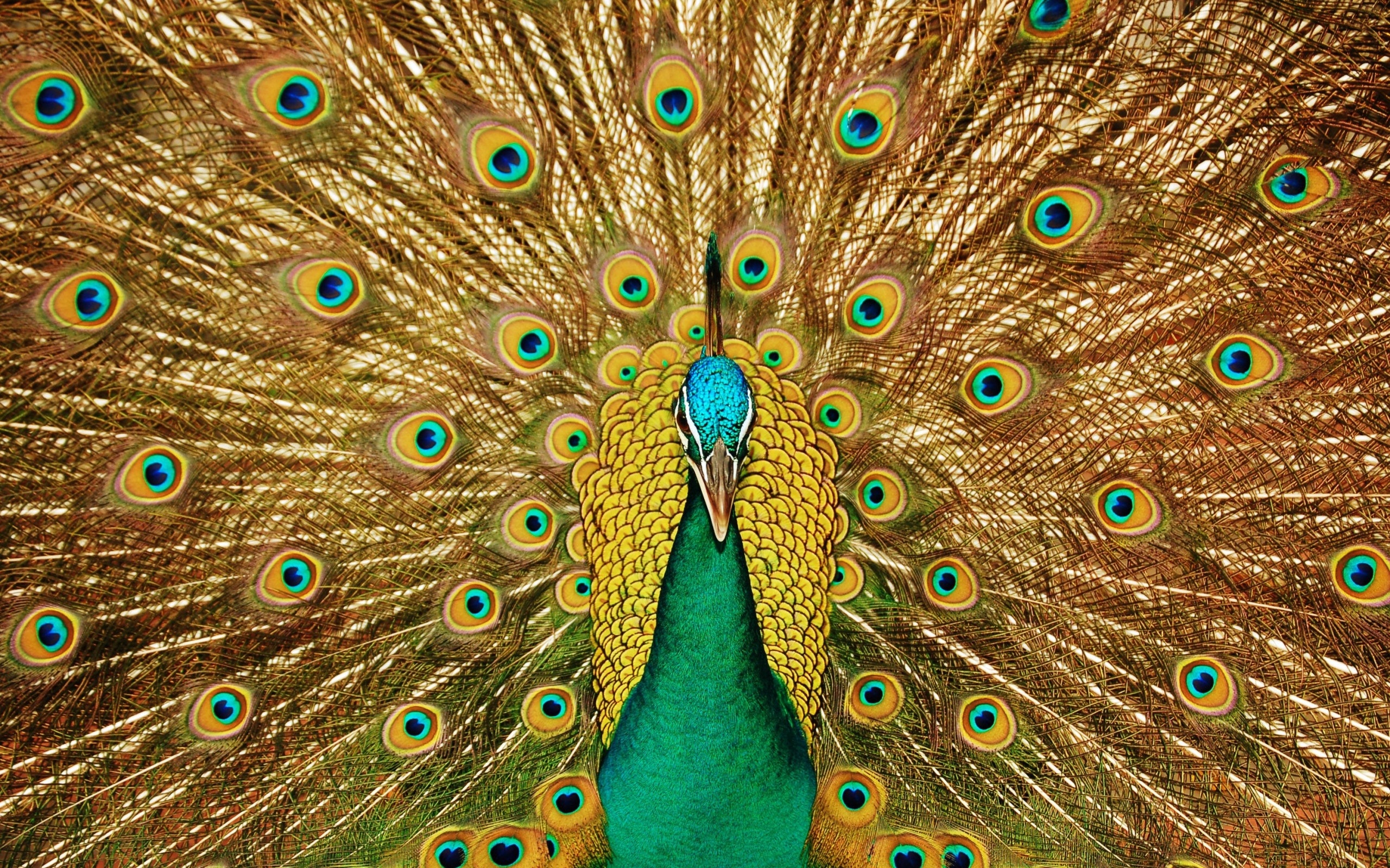animal, peacock, feather, bird, birds