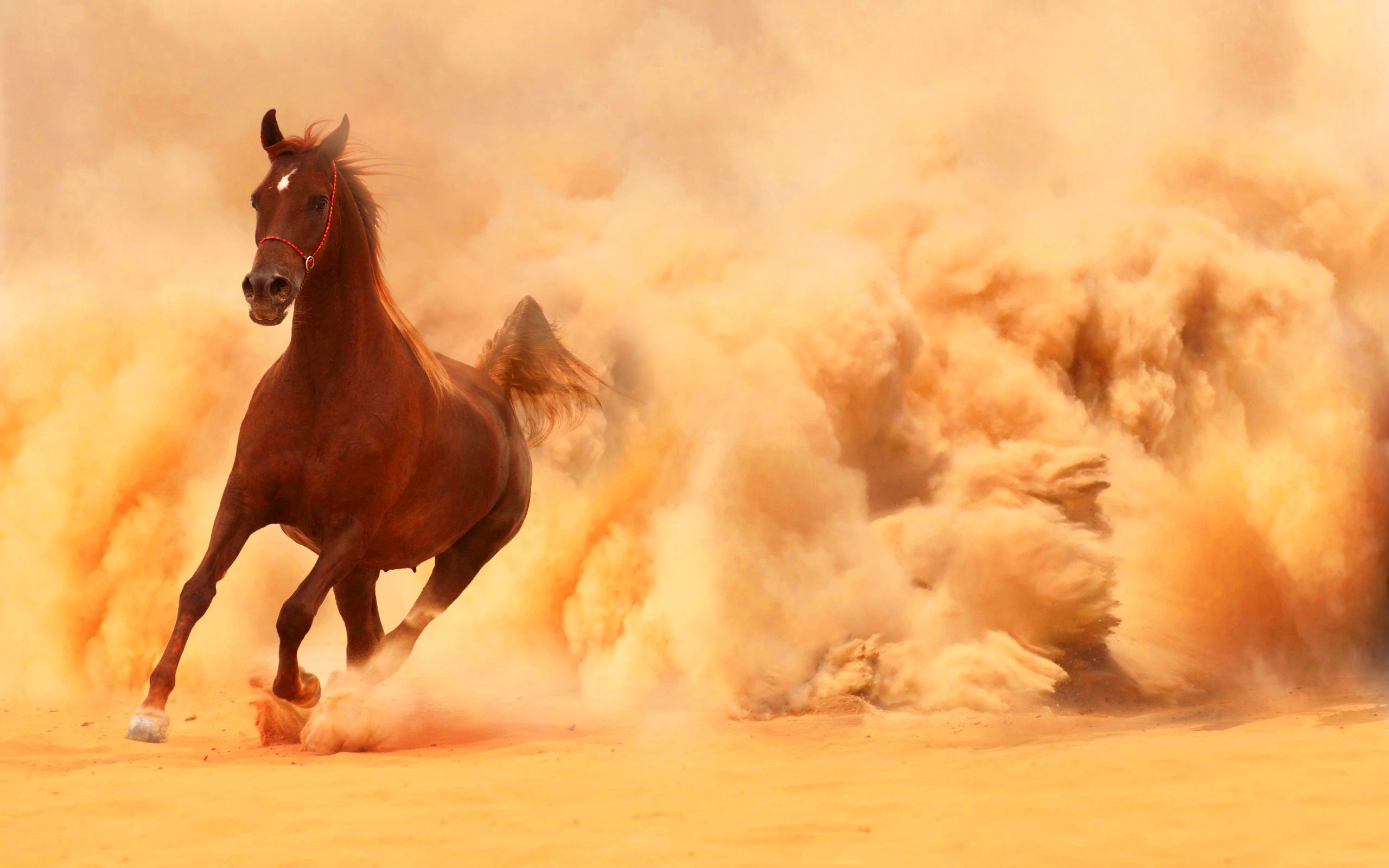 1500810 скачать обои животные, лошадь, грязь, пыль, бег - заставки и картинки бесплатно