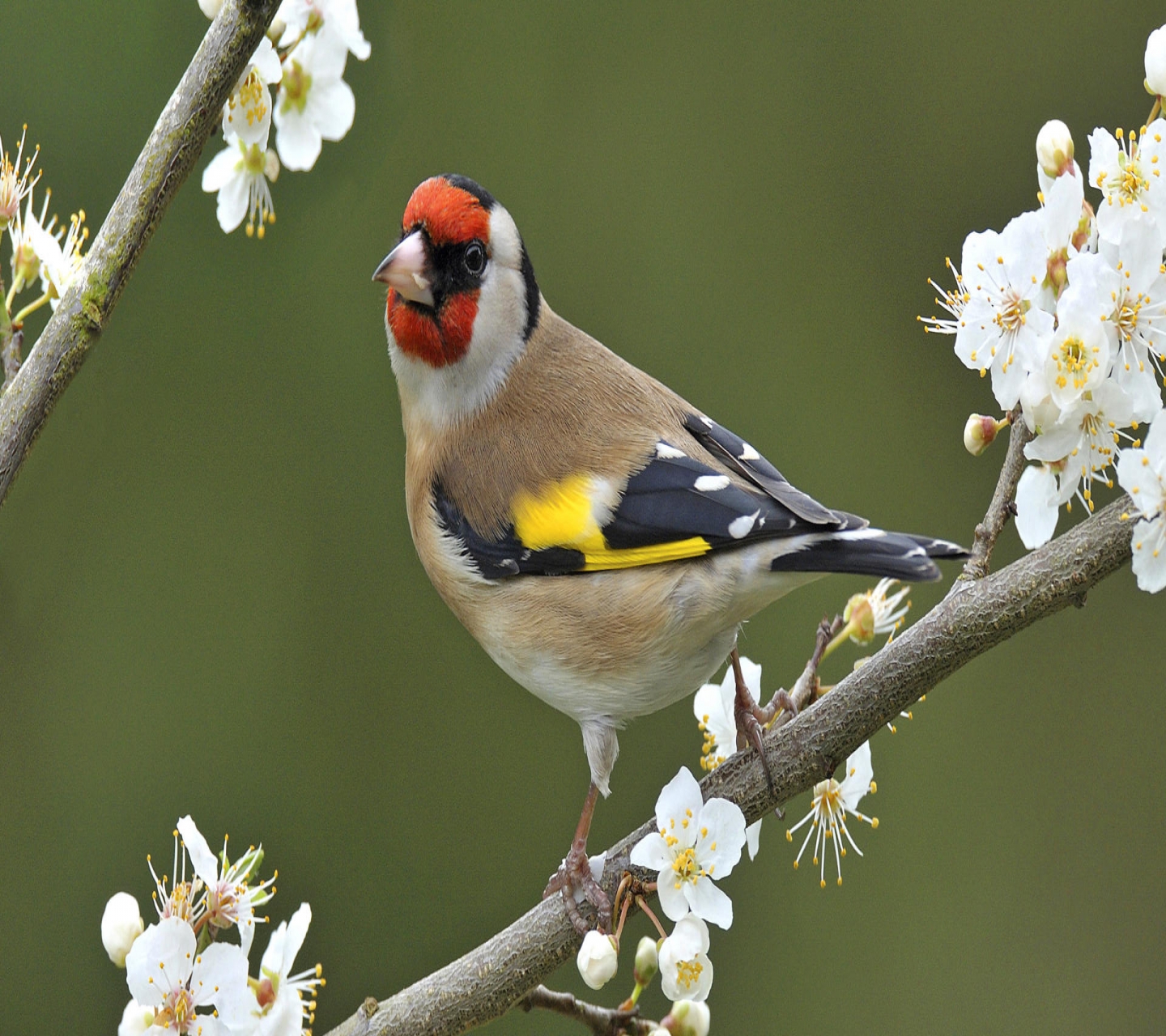 animal, goldfinch, branch, flower, bird, blossom, european goldfinch, birds Full HD