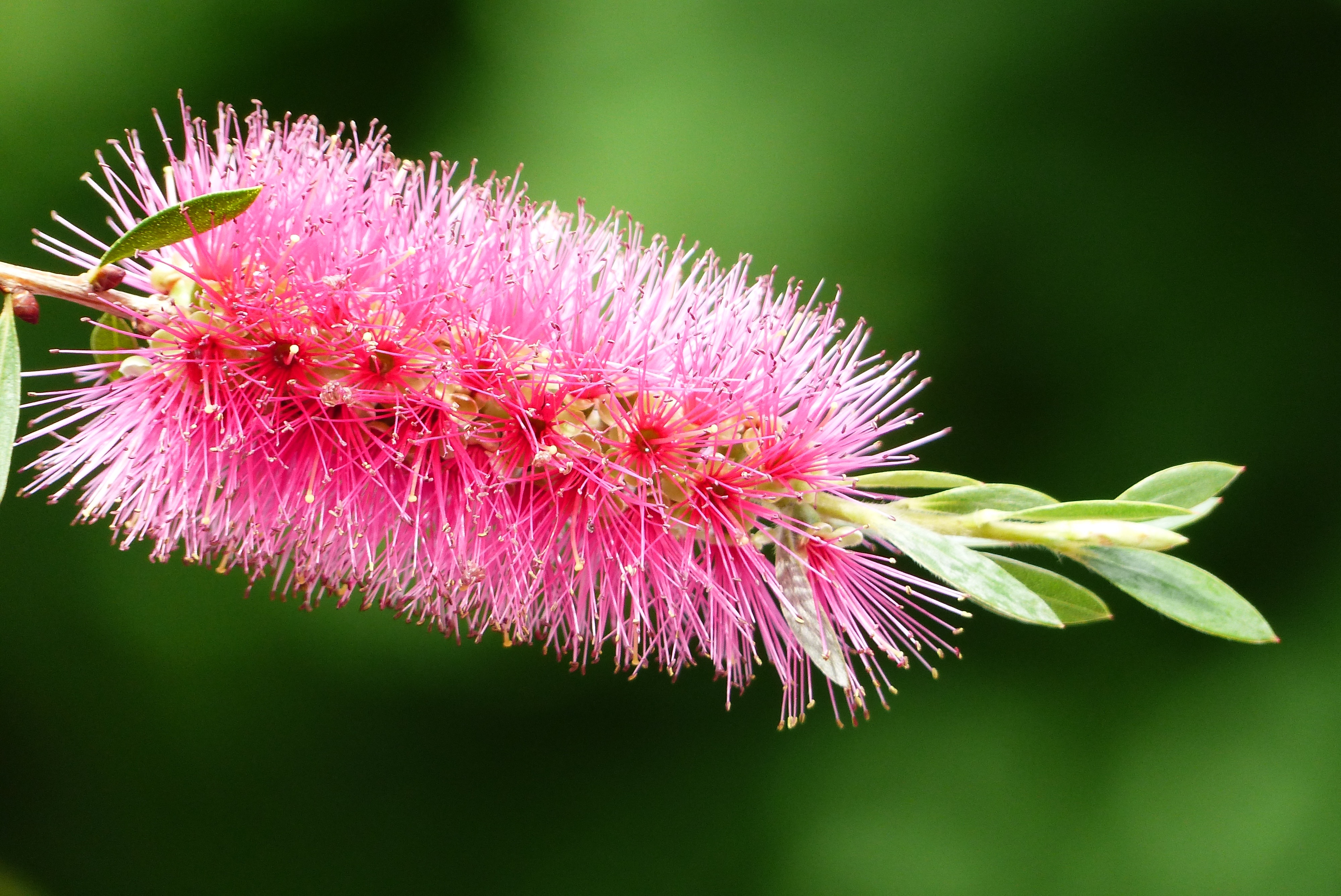 Laden Sie das Blume, Pflanze, Makro, Knospe, Bud-Bild kostenlos auf Ihren PC-Desktop herunter