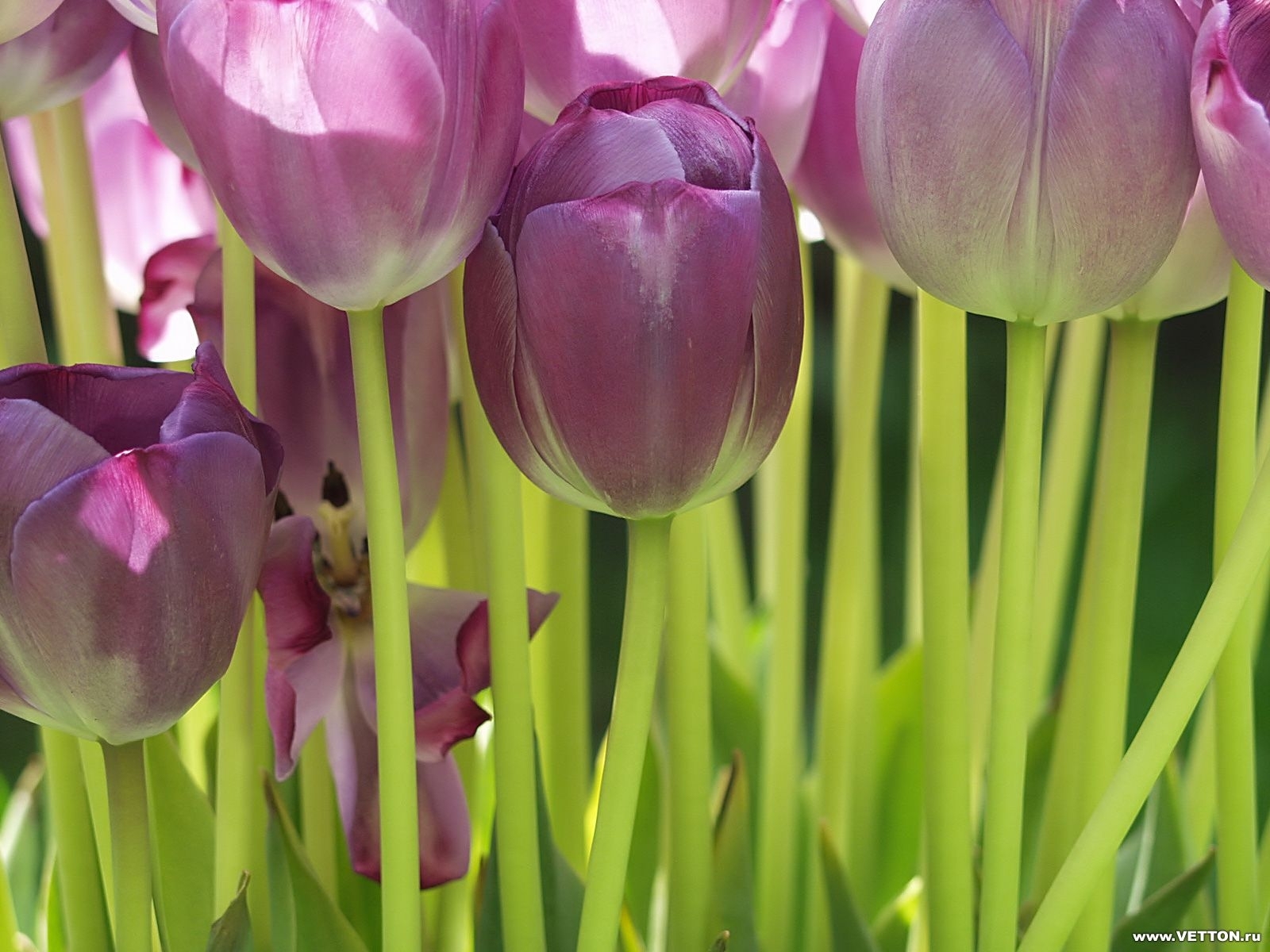 Descarga gratuita de fondo de pantalla para móvil de Plantas, Flores, Fondo, Tulipanes.