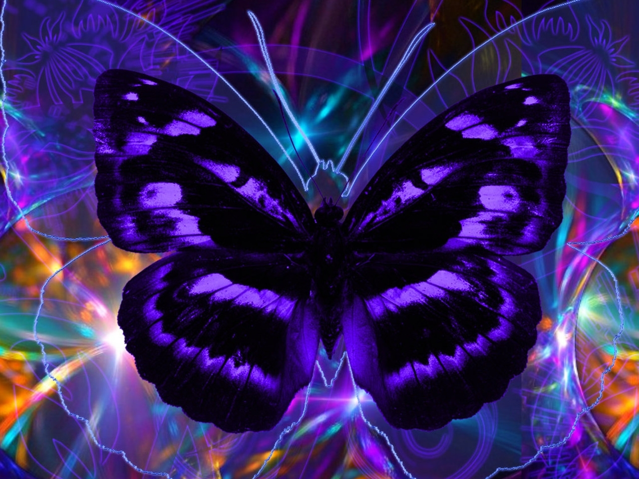  Butterflies HQ Background Images