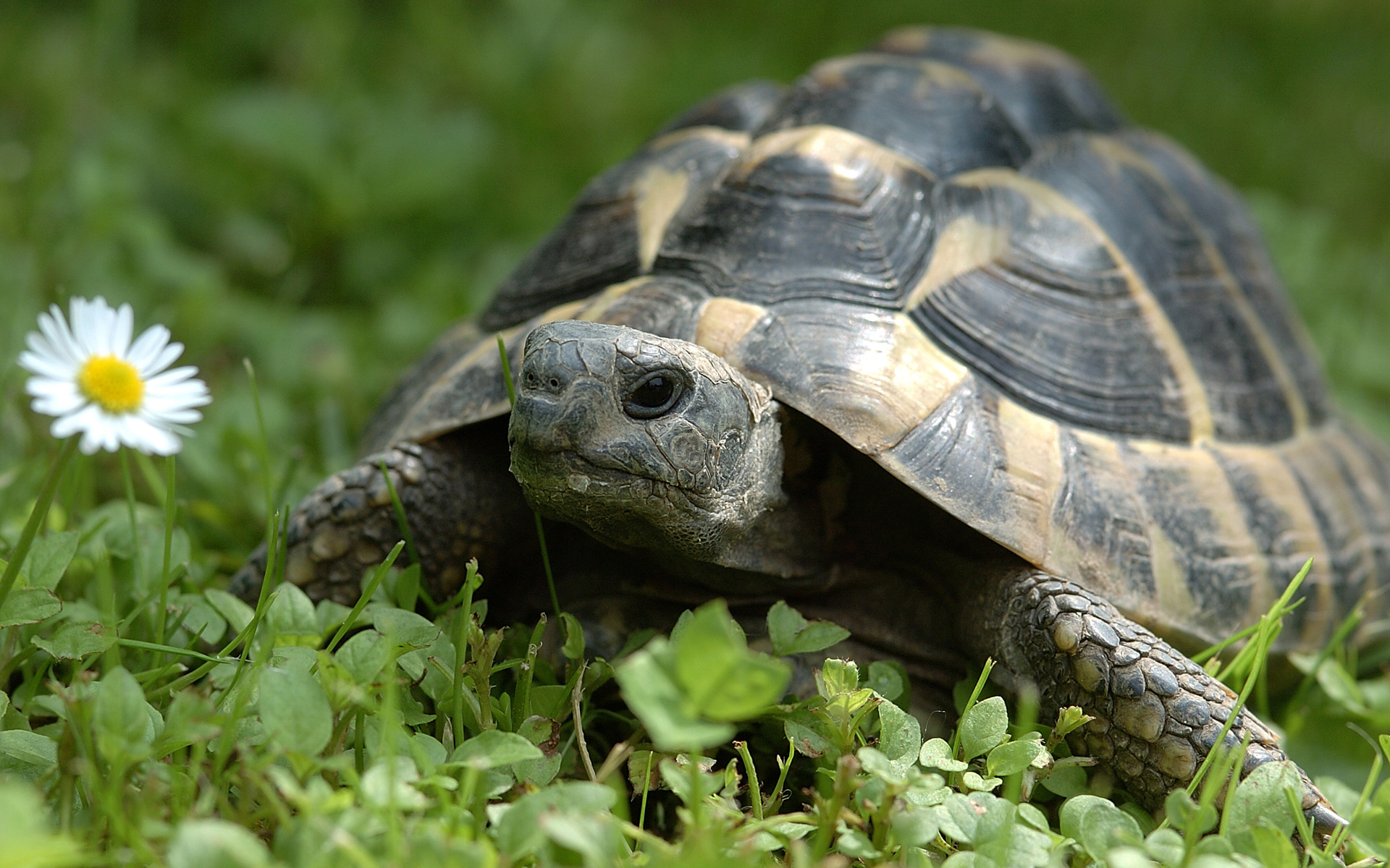 Черепаха Тартаруга