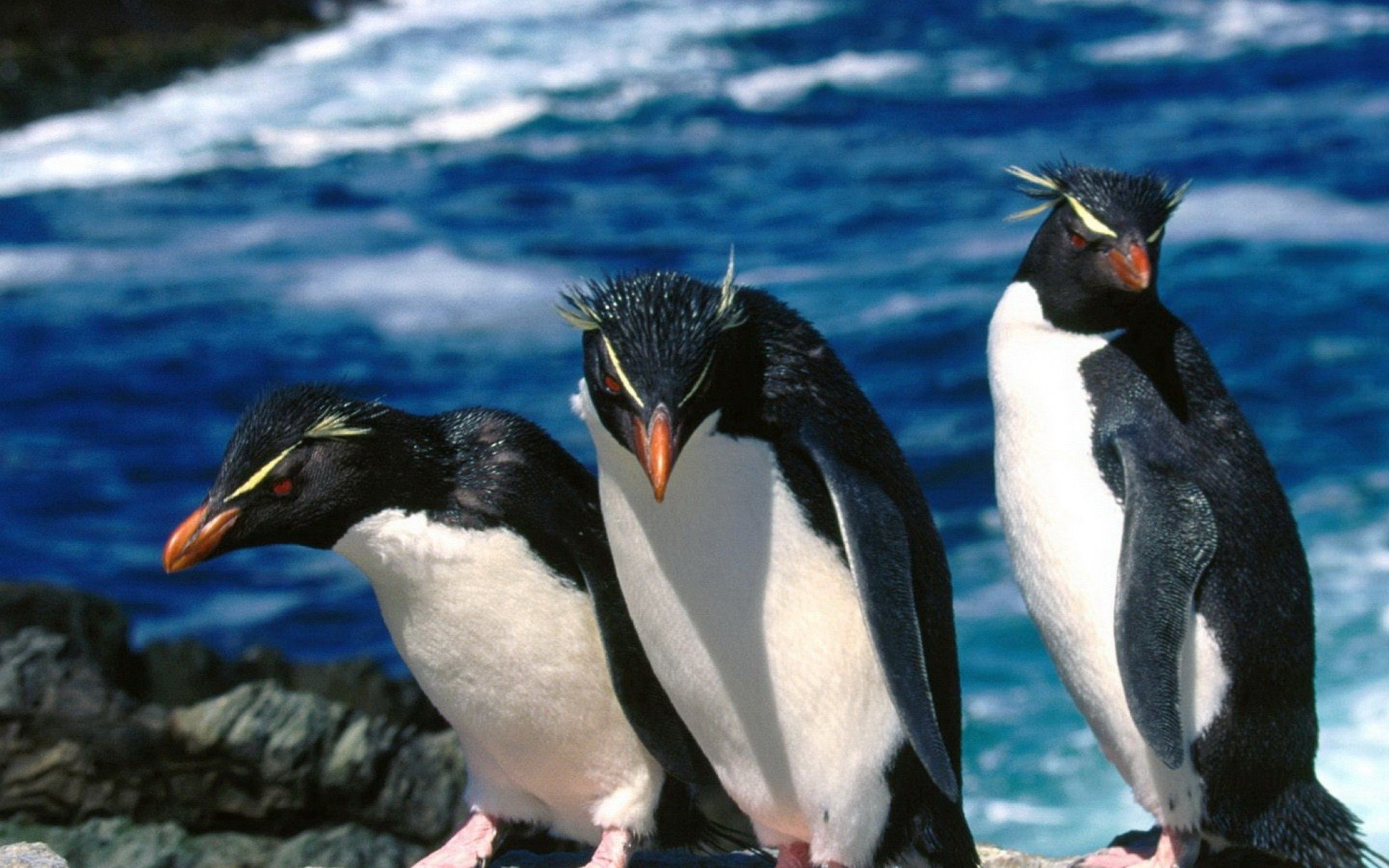 138708 Hintergrundbild herunterladen tiere, wasser, pinguins, bummel, spaziergang, drei - Bildschirmschoner und Bilder kostenlos