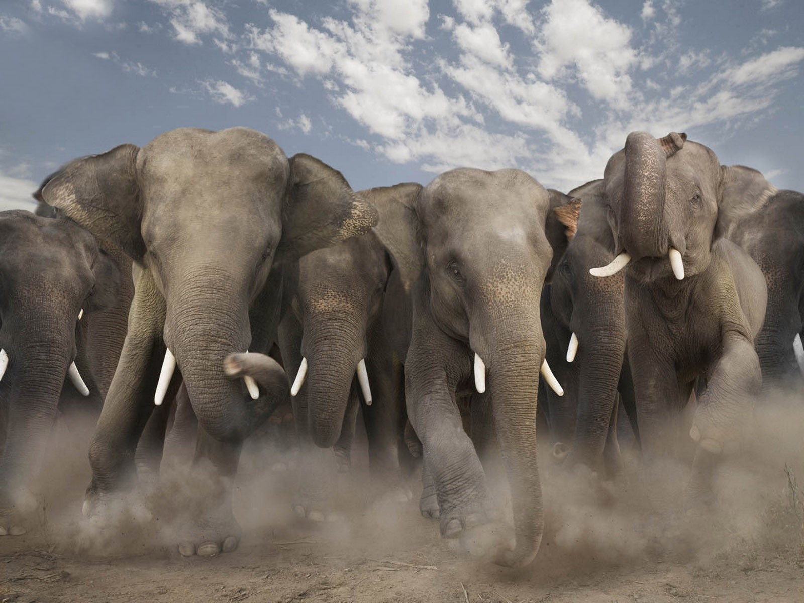 elephants, animal, asian elephant 1080p
