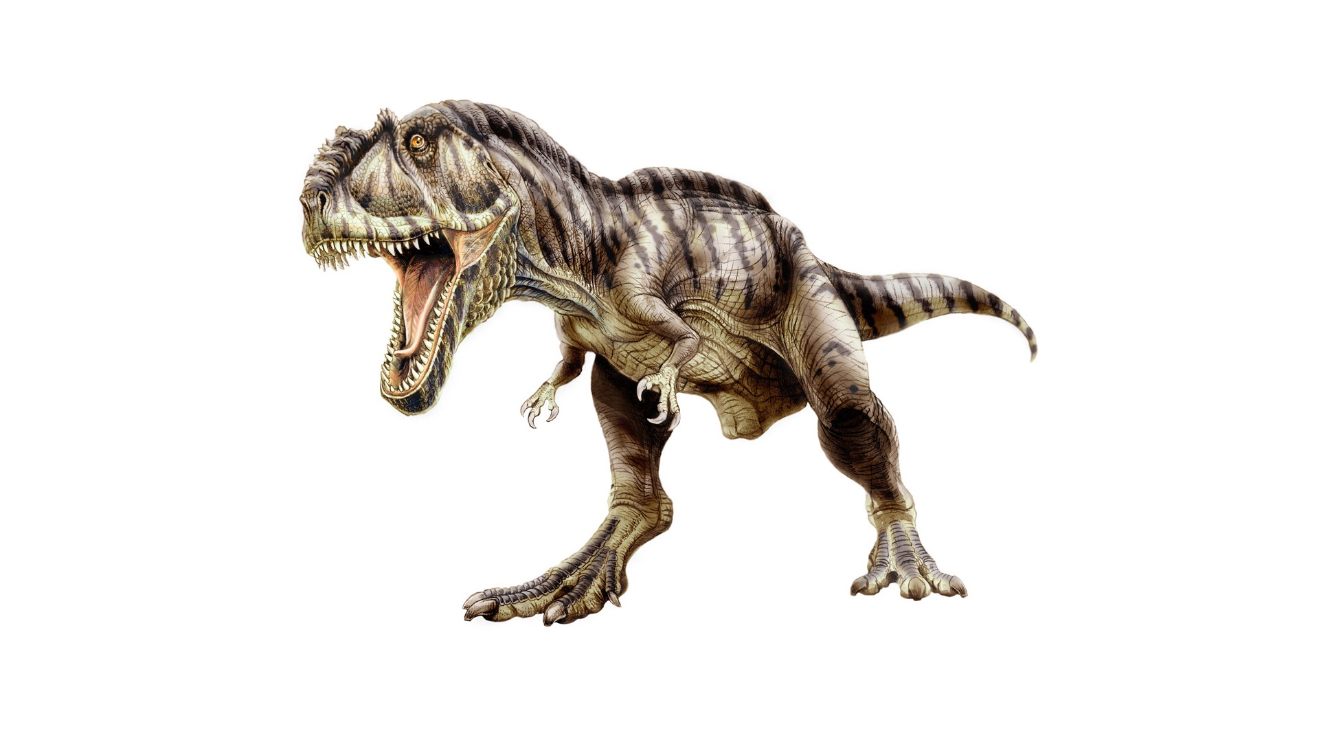 Hansa гигантозавр, 65 см