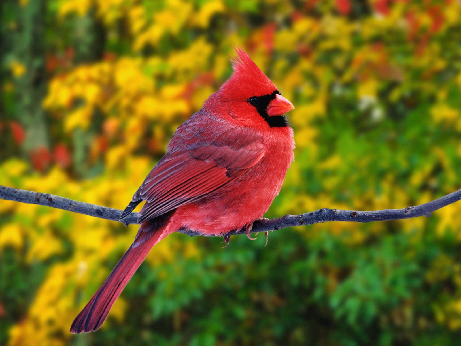Download wallpaper 938x1668 red cardinal bird branches red iphone  876s6 for parallax hd background