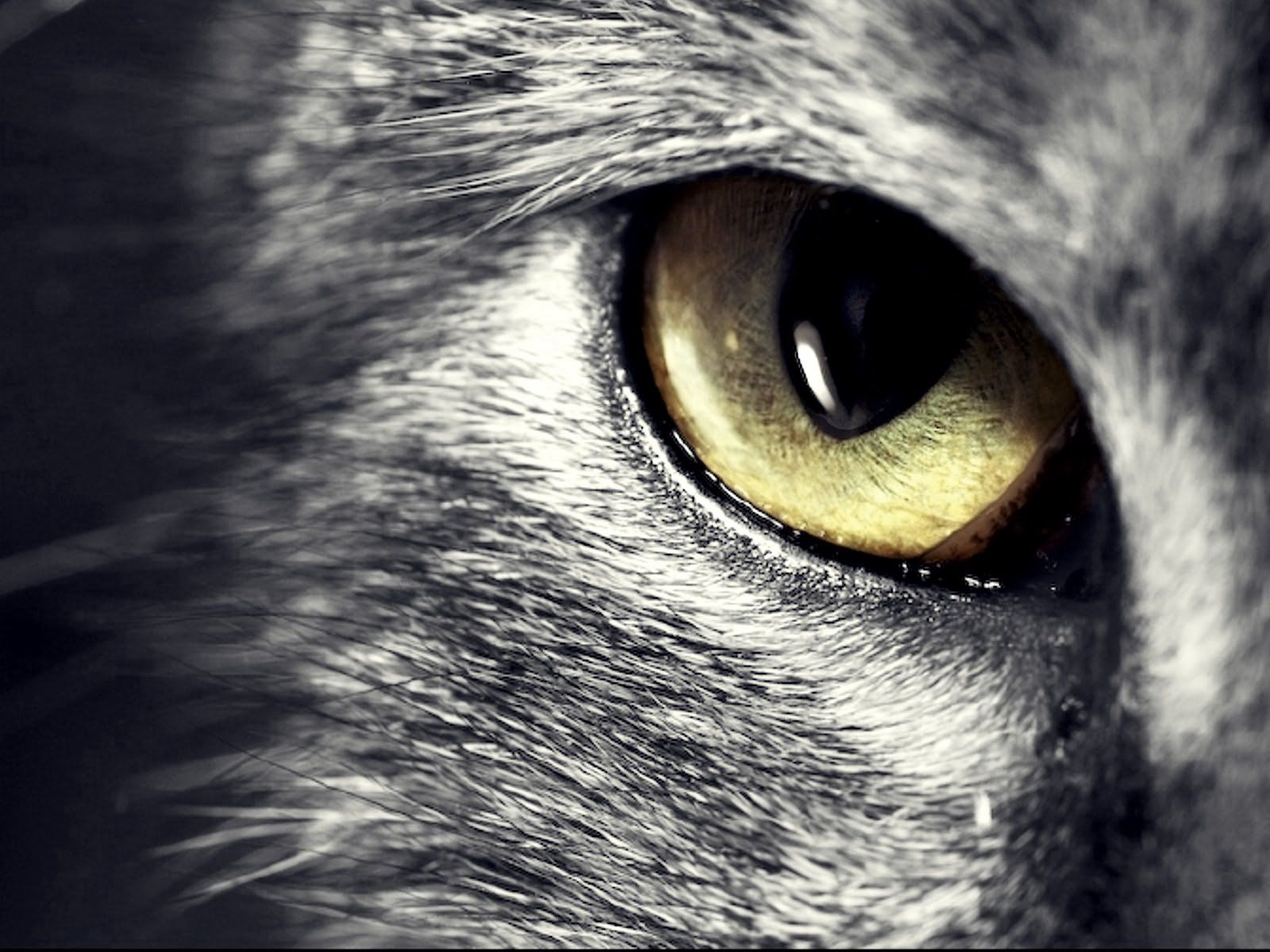 Download mobile wallpaper Opinion, Sight, Muzzle, Animals, Cat, Eyes for free.