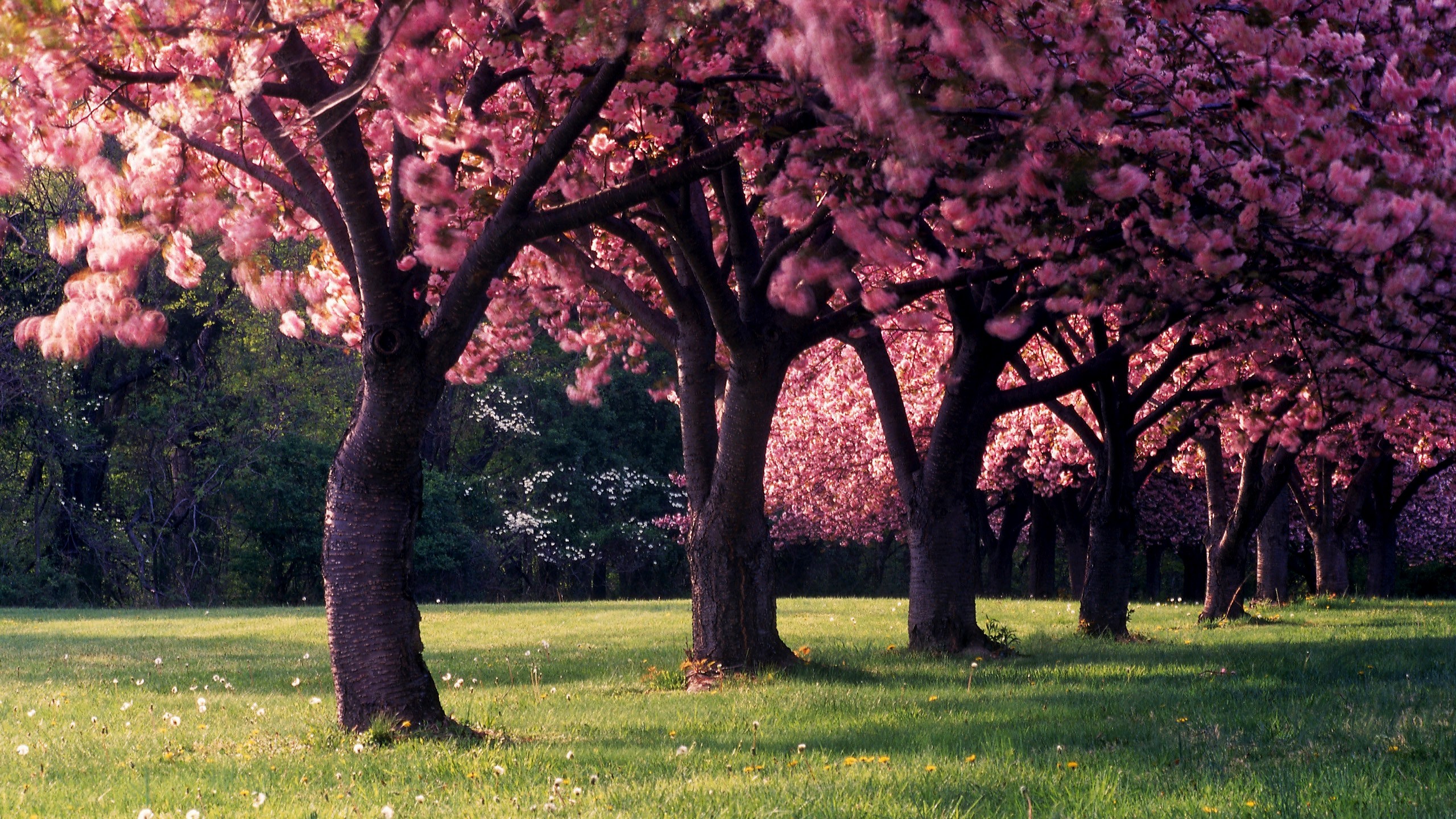 Красивое Весеннее дерево