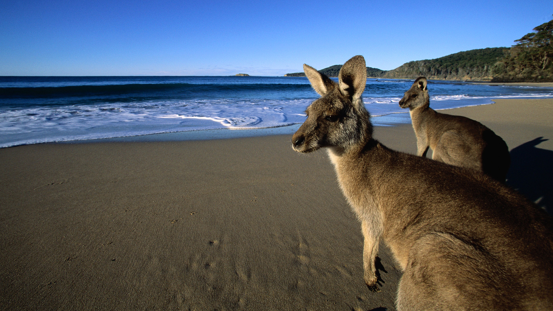 609831 descargar fondo de pantalla animales, canguro, playa, marsupial, océano: protectores de pantalla e imágenes gratis
