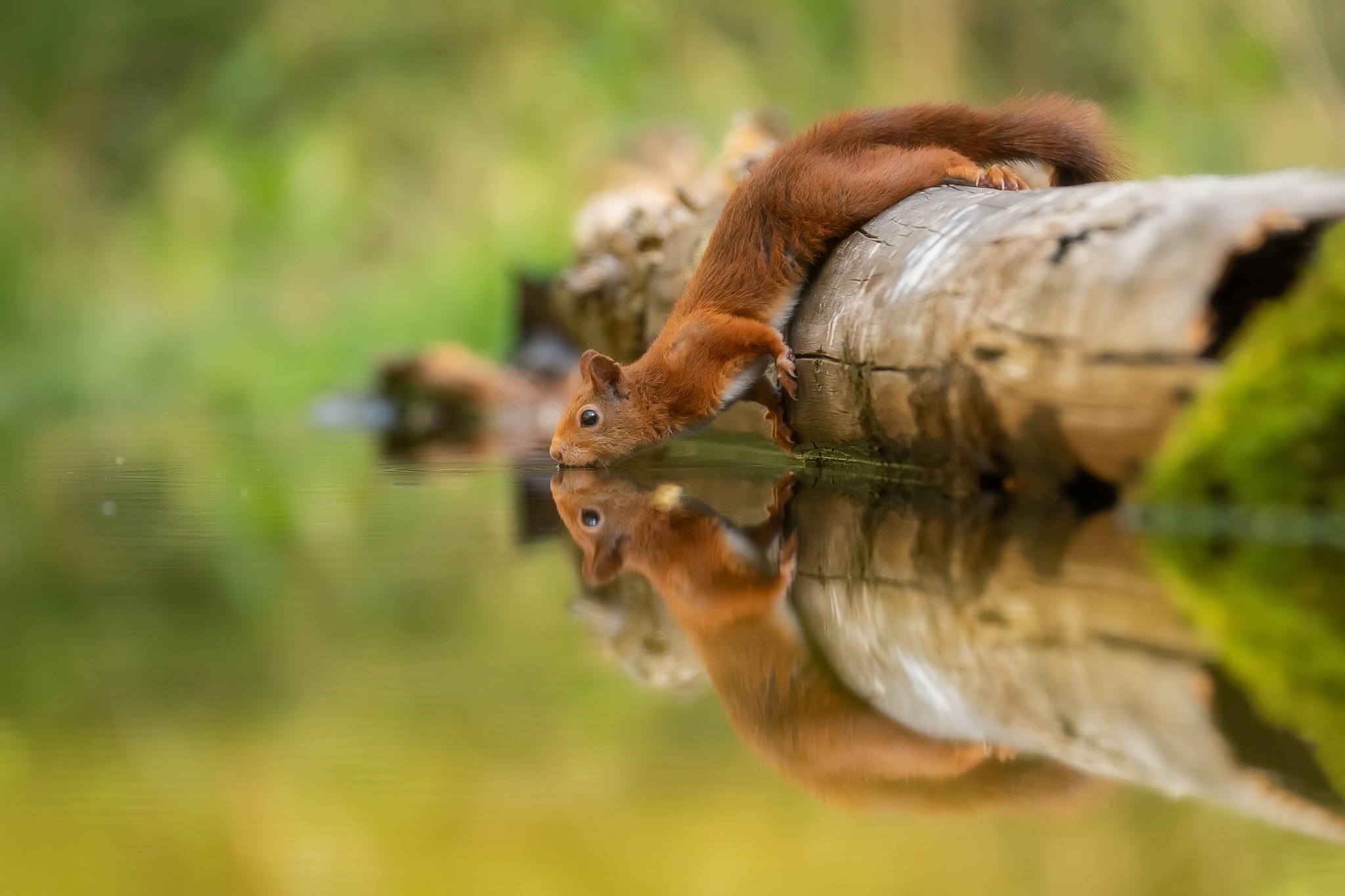 animal, squirrel, reflection, rodent Free Stock Photo