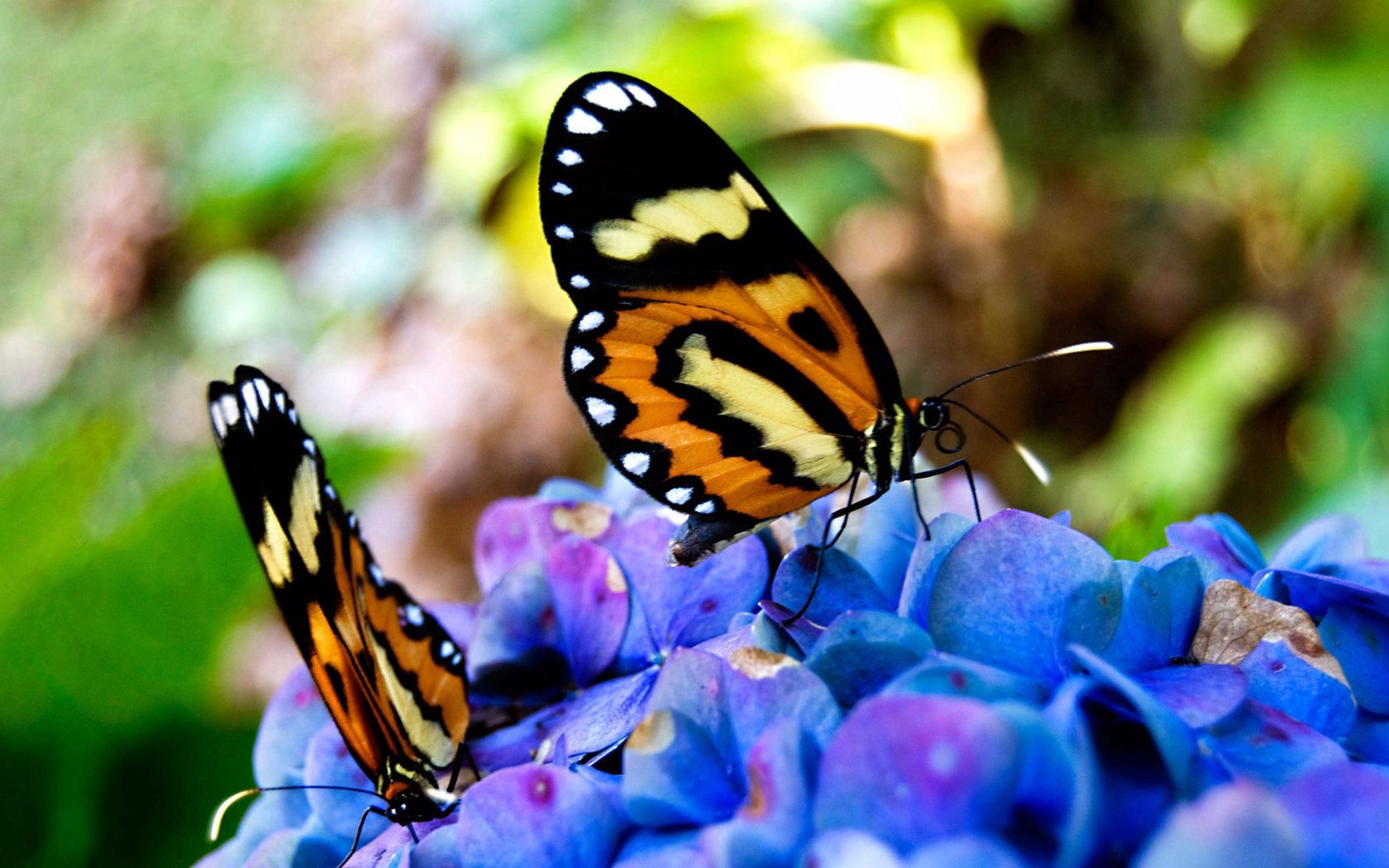 81960 télécharger l'image papillons, fleurs, herbe, plante, planter, macro - fonds d'écran et économiseurs d'écran gratuits