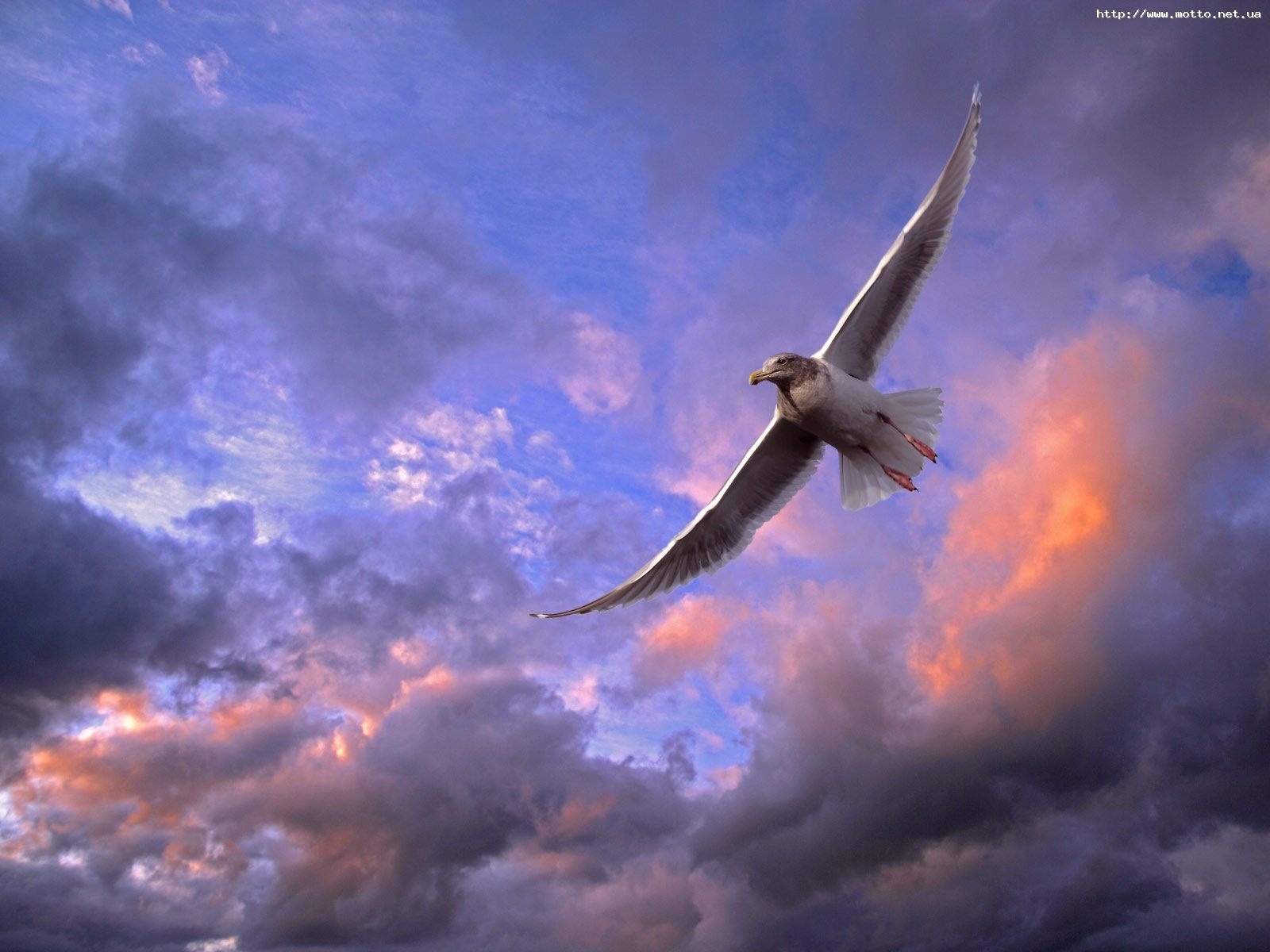 Téléchargez des papiers peints mobile Sky, Animaux, Oiseaux gratuitement.