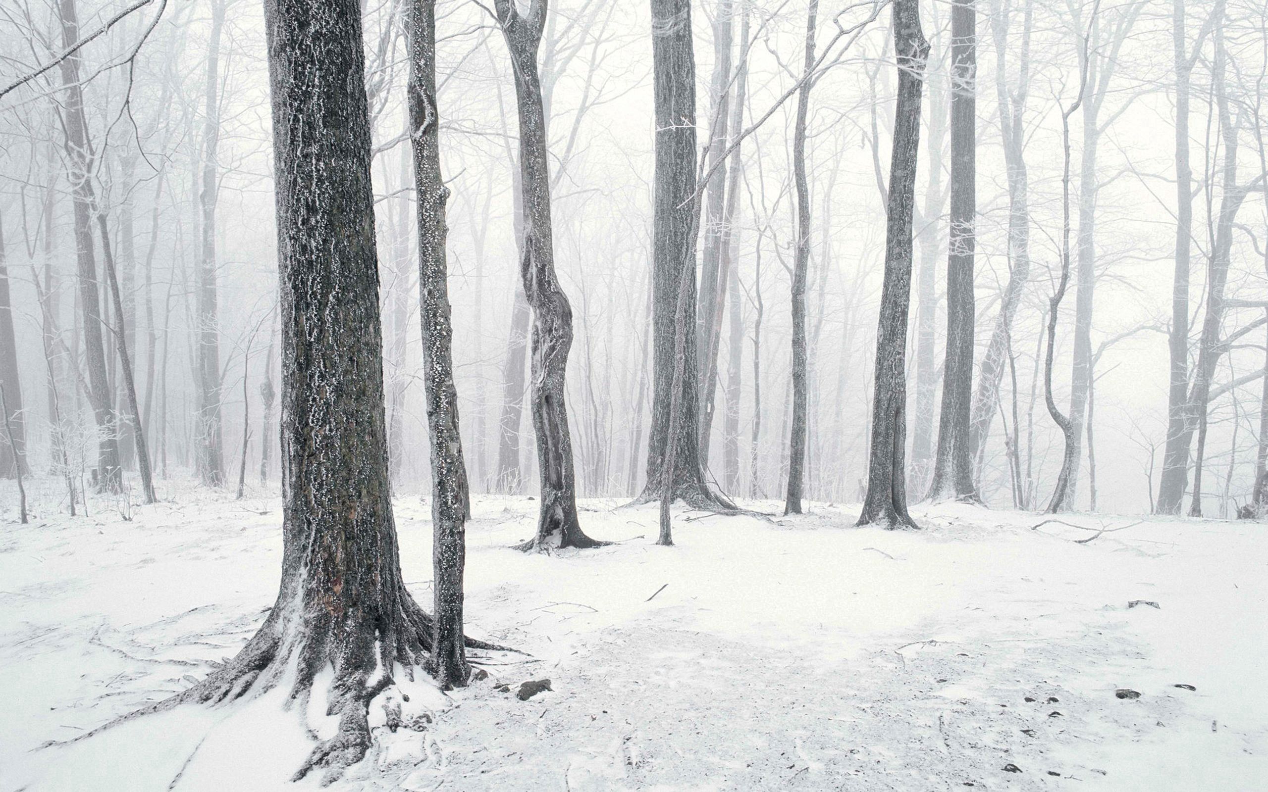 免费下载雪, 冬天, 性质, 闪耀, 光, 树手机壁纸。