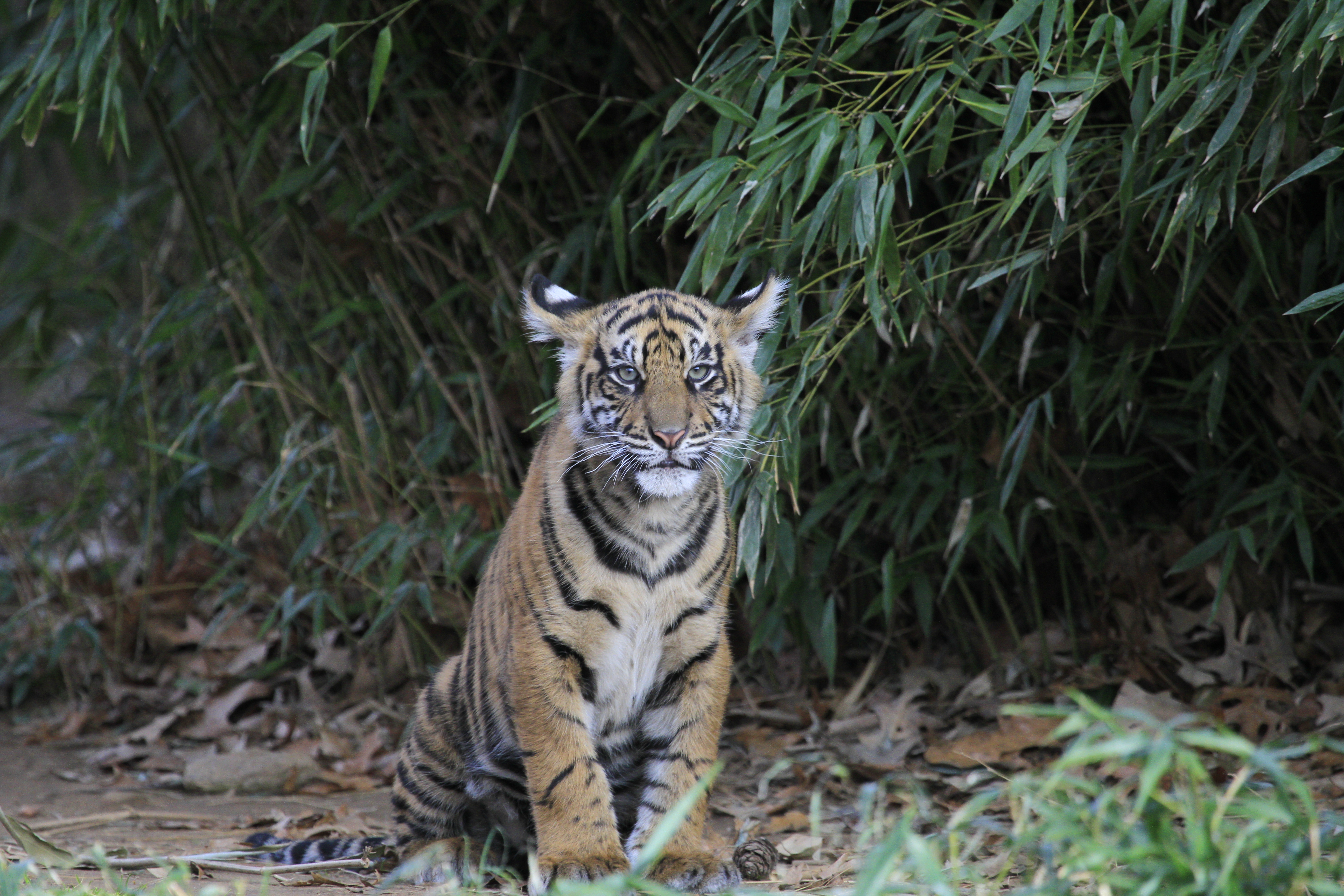 Download PC Wallpaper animals, big cat, tiger, animal, wild, tiger cub