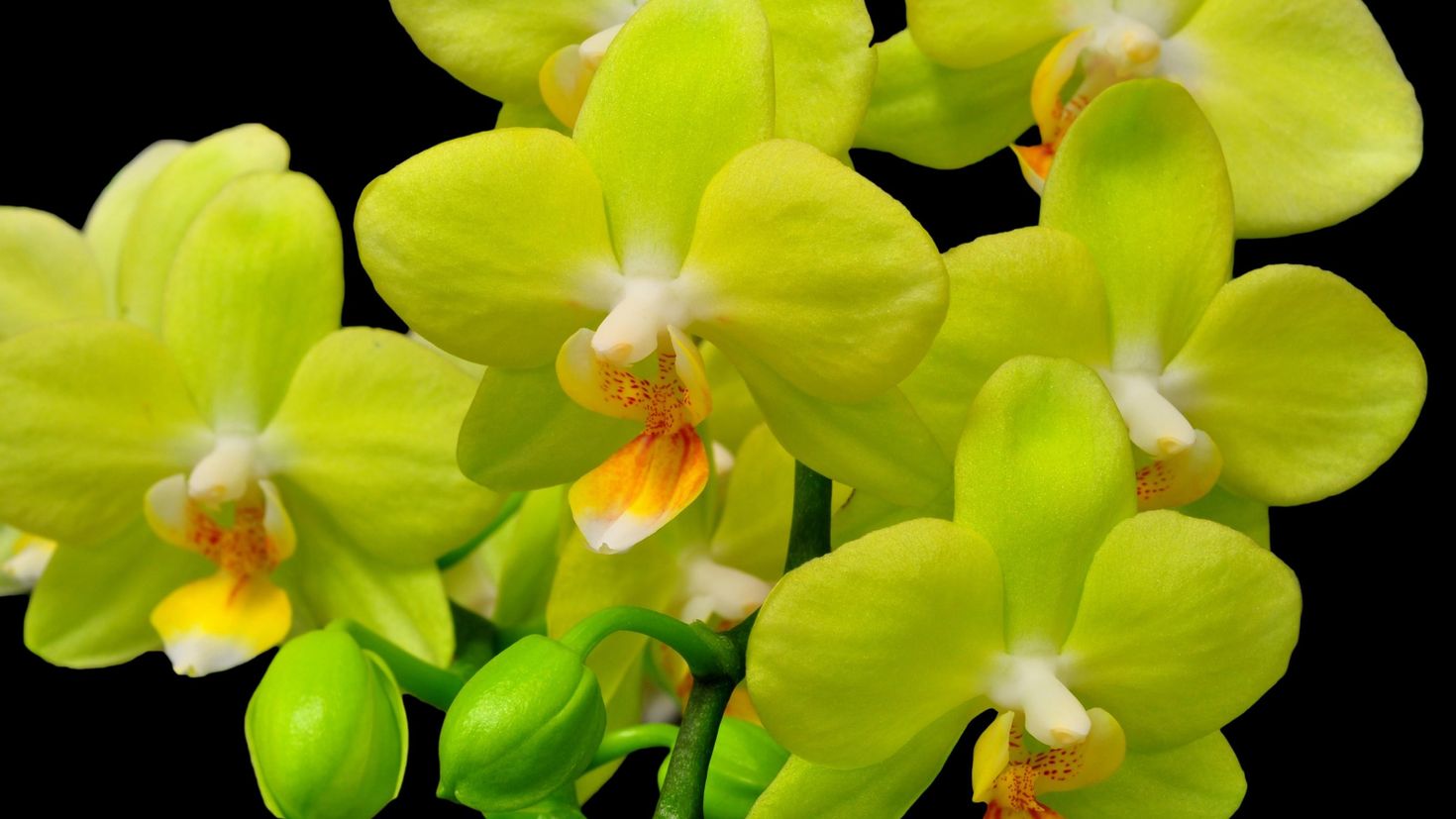 Орхидея фаленопсис зеленая