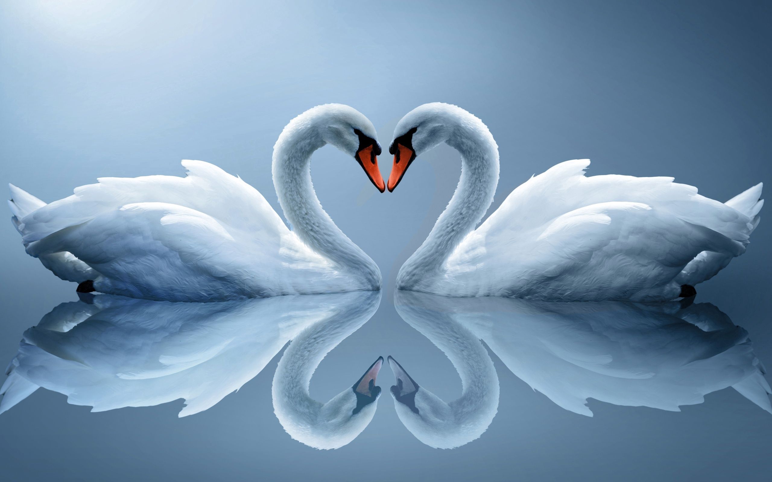 animals, heart, couple, pair, reflection, white swans