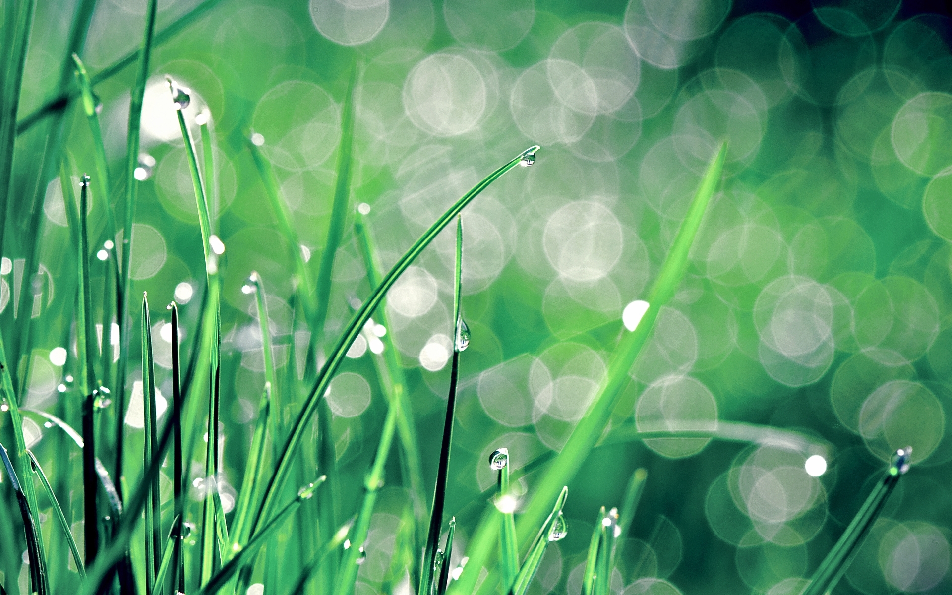 Download mobile wallpaper Grass, Drops, Plants, Background for free.