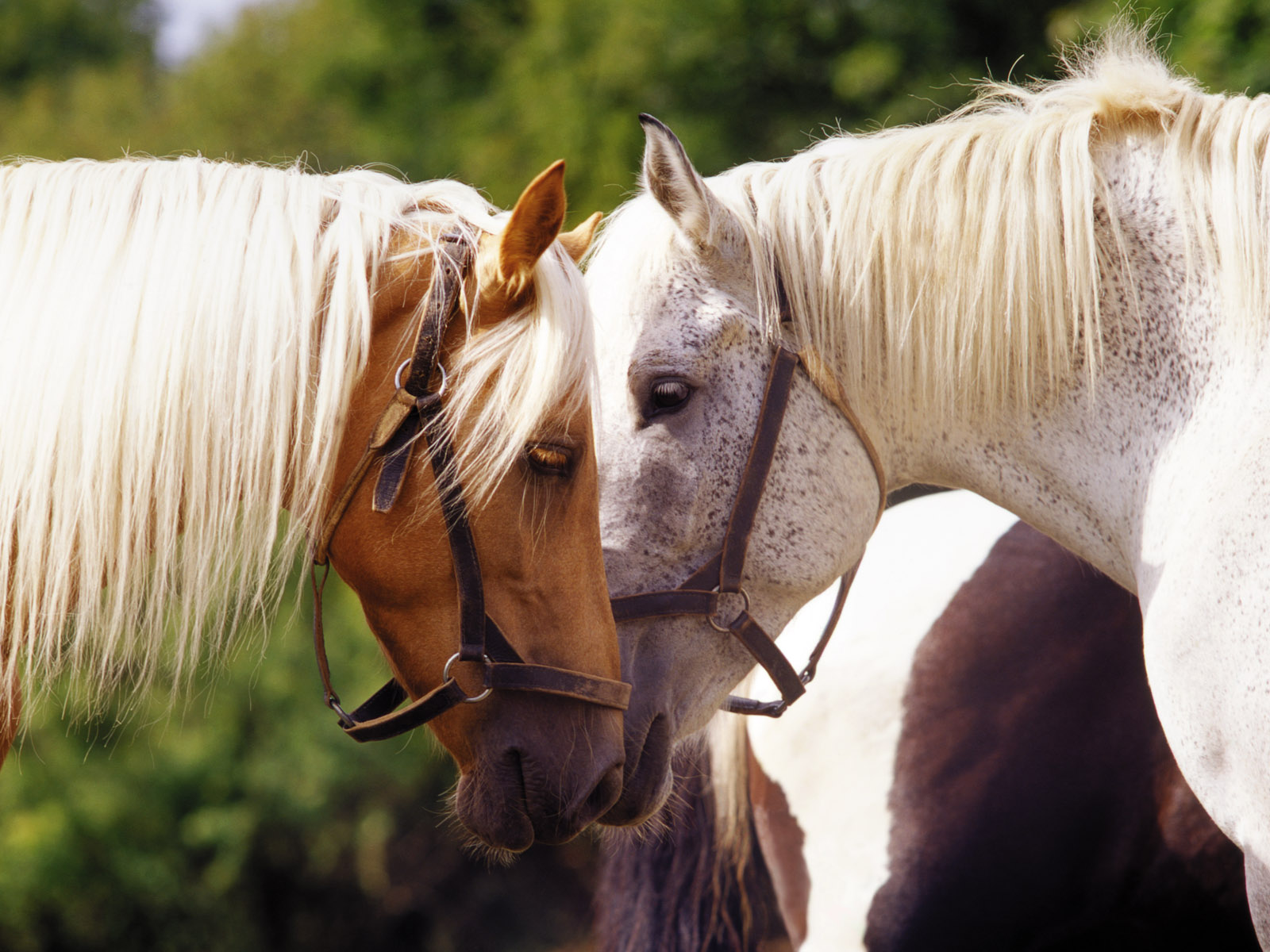 Удивительные качества лошадей