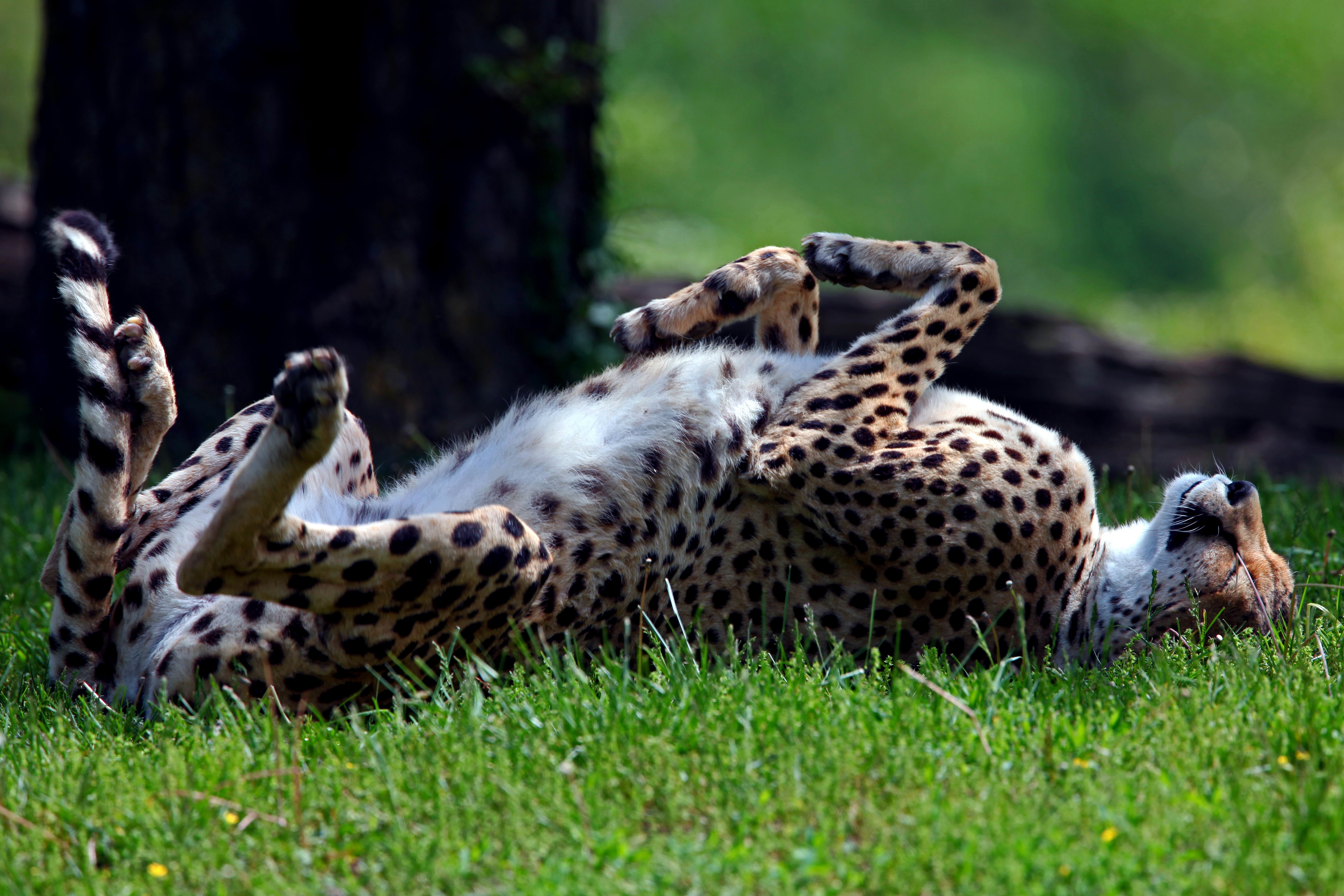 animals, grass, cheetah, to lie down, lie, predator, tumble, somersault Panoramic Wallpaper