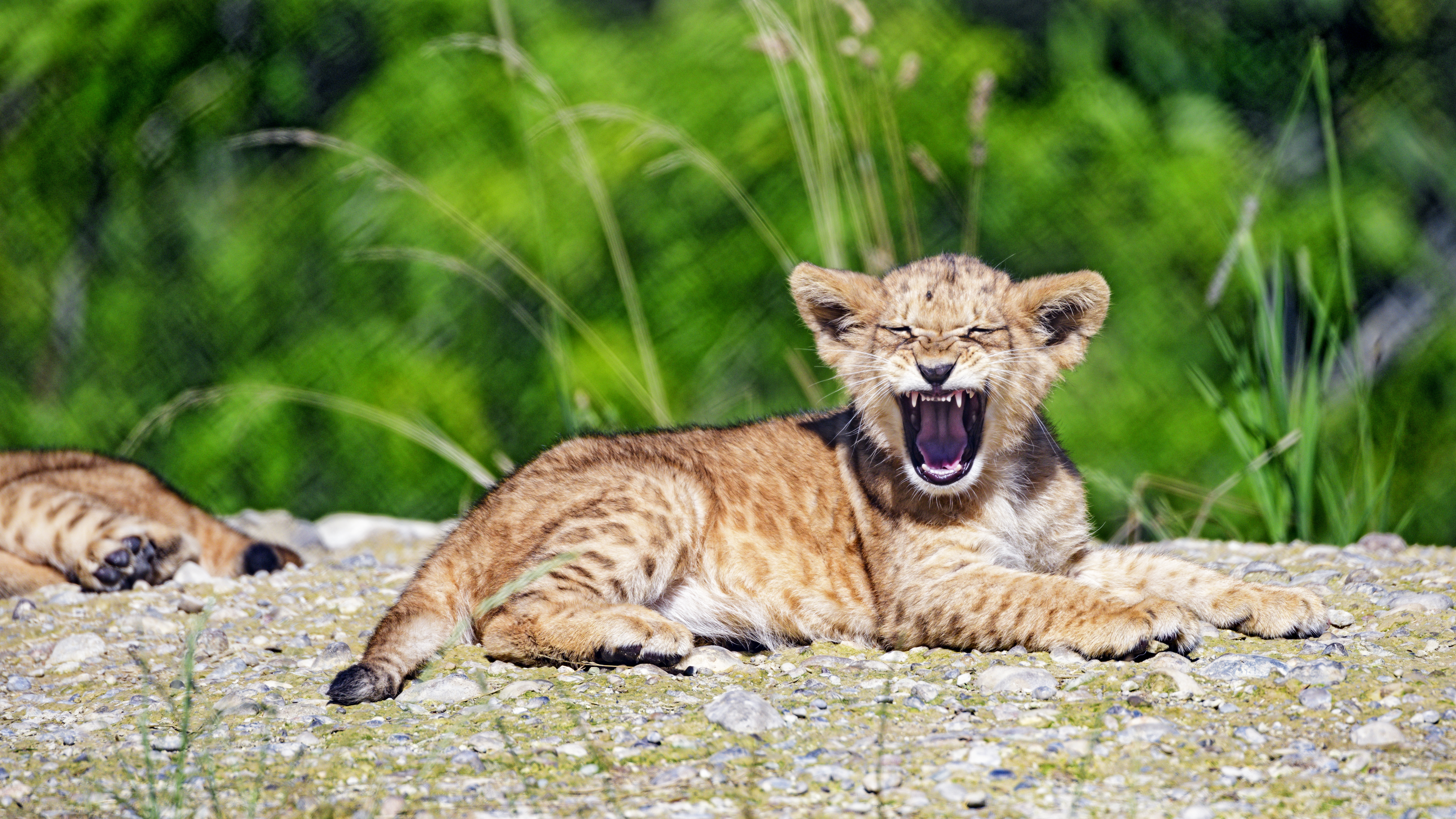 Lion Cub Vertical Background