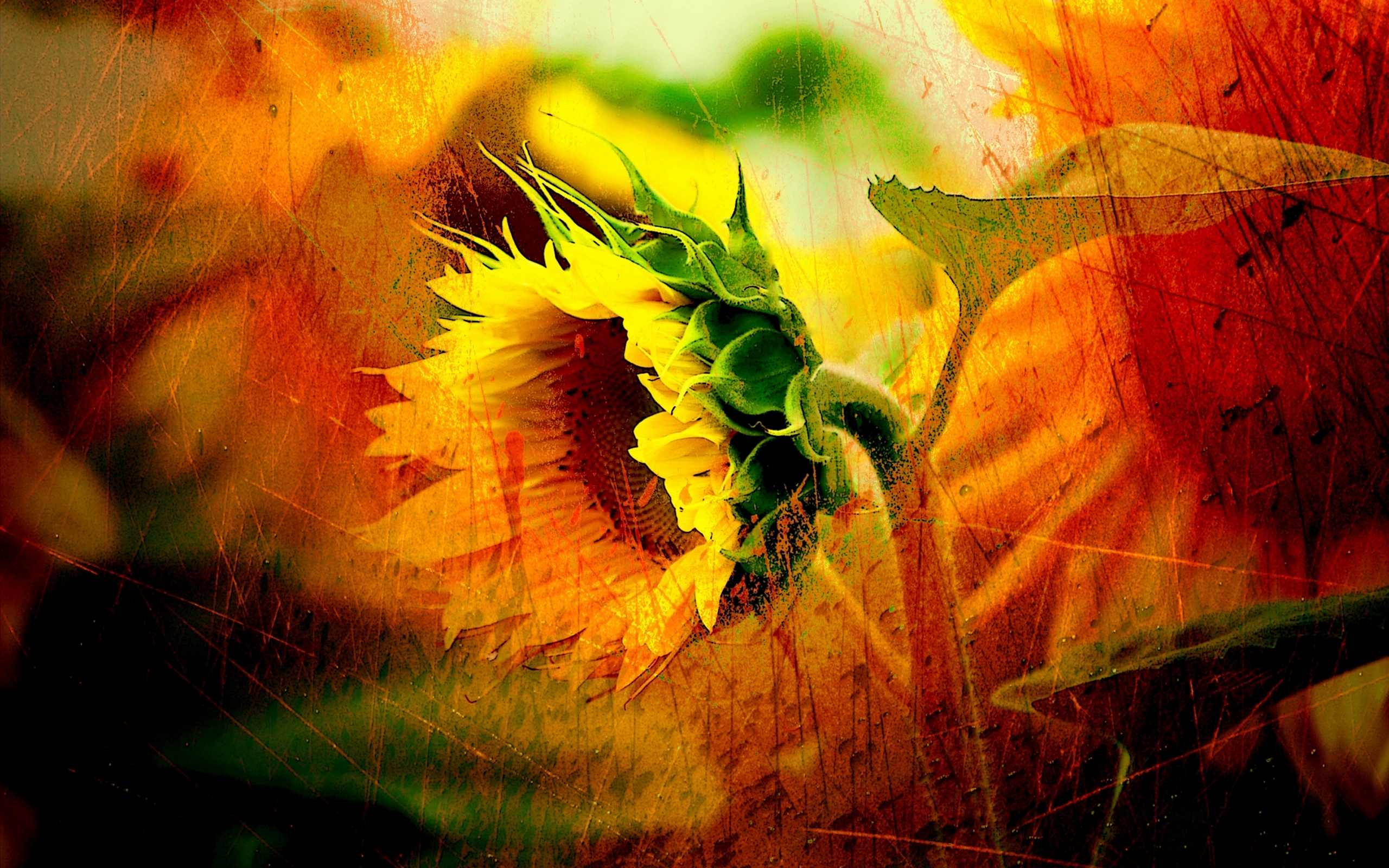 Download mobile wallpaper Plants, Sunflowers for free.