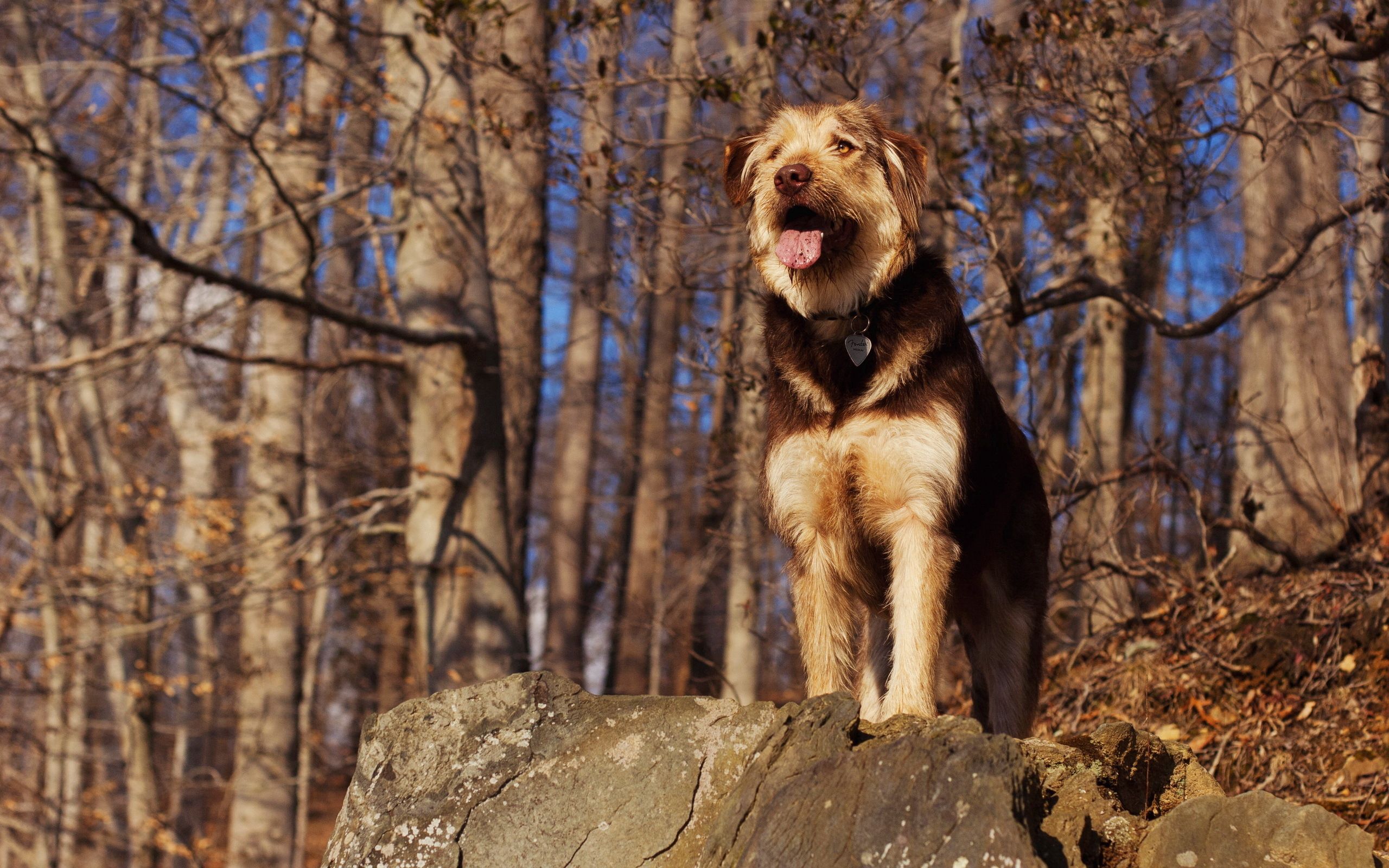 Free download wallpaper Rock, Dog, Sight, Opinion, Animals, Forest, Stone on your PC desktop